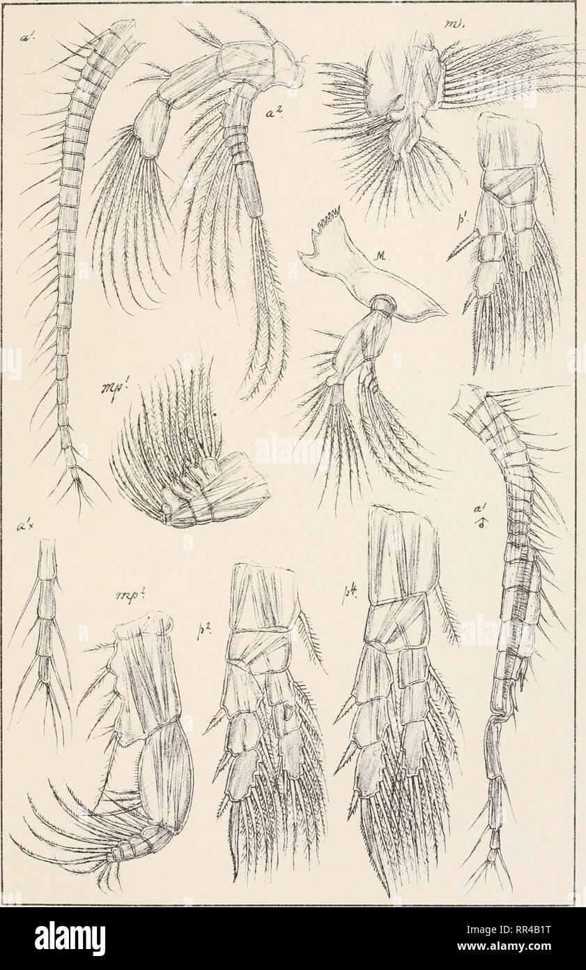 . An account of the Crustacea of Norway, with short descriptions and figures of all the species. Crustacea -- Norway. Diaptomidas Copepoda Calanoida. PI. LYffi.. G 0 Sars a/utogr. Tryktiden private Opfnaahng.Chra Diaptomus castor (Jurine.) (continued.). Please note that these images are extracted from scanned page images that may have been digitally enhanced for readability - coloration and appearance of these illustrations may not perfectly resemble the original work.. Sars, G. O. (Georg Ossian), 1837-1927. Christiania, Copenhagen, A. Cammermeyer Stock Photo