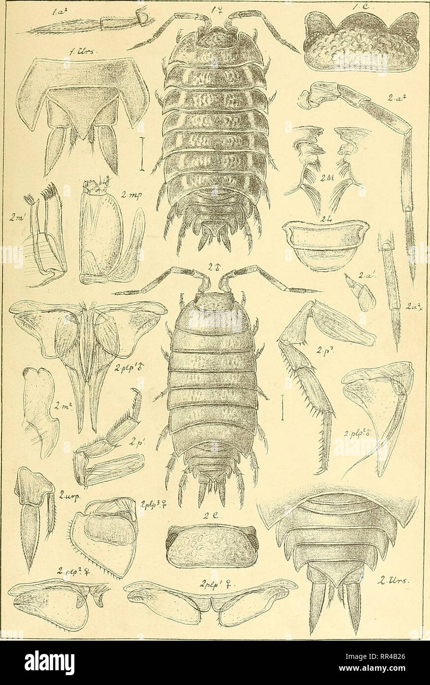. An account of the Crustacea of Norway, with short descriptions and figures of all the species. Crustacea. Oniscidae. I s op o da. PI. 80.. G.O. S ars, autogr 1. Porcellio Ratzeburgi, Brandt. 2. Metoponorthus pruinosus, Brandt.. Please note that these images are extracted from scanned page images that may have been digitally enhanced for readability - coloration and appearance of these illustrations may not perfectly resemble the original work.. Sars, G. O. (Georg Ossian), 1837-1927. Christiania, Copenhagen, A. Cammermeyer Stock Photo