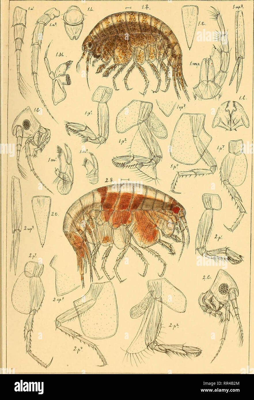 . An account of the Crustacea of Norway, with short descriptions and figures of all the species. Crustacea. Amphilochidas. AMPHIPODA PI.78.. G.O.Sars auto^r. 1. Gihana Sarsii, Boeok 2.Gil'ana abyssicola^ n.sp.. Please note that these images are extracted from scanned page images that may have been digitally enhanced for readability - coloration and appearance of these illustrations may not perfectly resemble the original work.. Sars, G. O. (Georg Ossian), 1837-1927. Christiania, Copenhagen, A. Cammermeyer Stock Photo