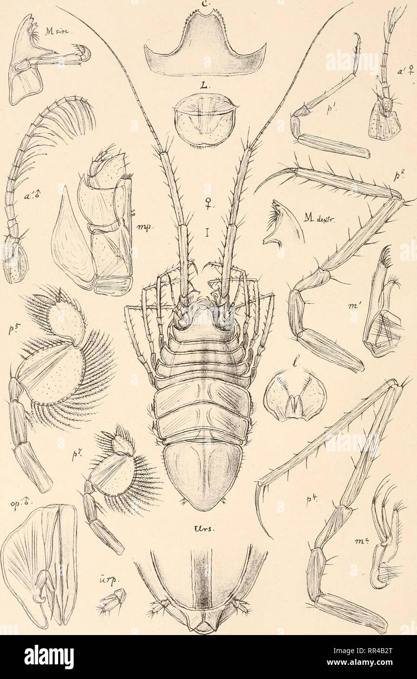 . An account of the Crustacea of Norway, with short descriptions and figures of all the species. Crustacea -- Norway. Munnopsidas. I s opo da.. PI. 69.. G.O. S ars, autogr . Eurycope megalura, G. 0. Sars,. Please note that these images are extracted from scanned page images that may have been digitally enhanced for readability - coloration and appearance of these illustrations may not perfectly resemble the original work.. Sars, G. O. (Georg Ossian), 1837-1927. Christiania, Copenhagen, A. Cammermeyer Stock Photo