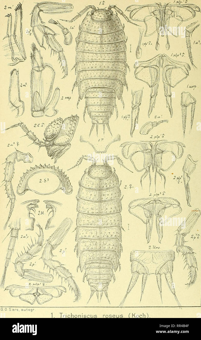 . An account of the Crustacea of Norway, with short descriptions and figures of all the species. Crustacea. Trichoniscid as. Isopo da. PI. 73.. G.O. S ars, autog Trichoniscus roseus, (Koch). 2. Tn'choniscoides aibidus, (B-Lund).. Please note that these images are extracted from scanned page images that may have been digitally enhanced for readability - coloration and appearance of these illustrations may not perfectly resemble the original work.. Sars, G. O. (Georg Ossian), 1837-1927. Christiania, Copenhagen, A. Cammermeyer Stock Photo