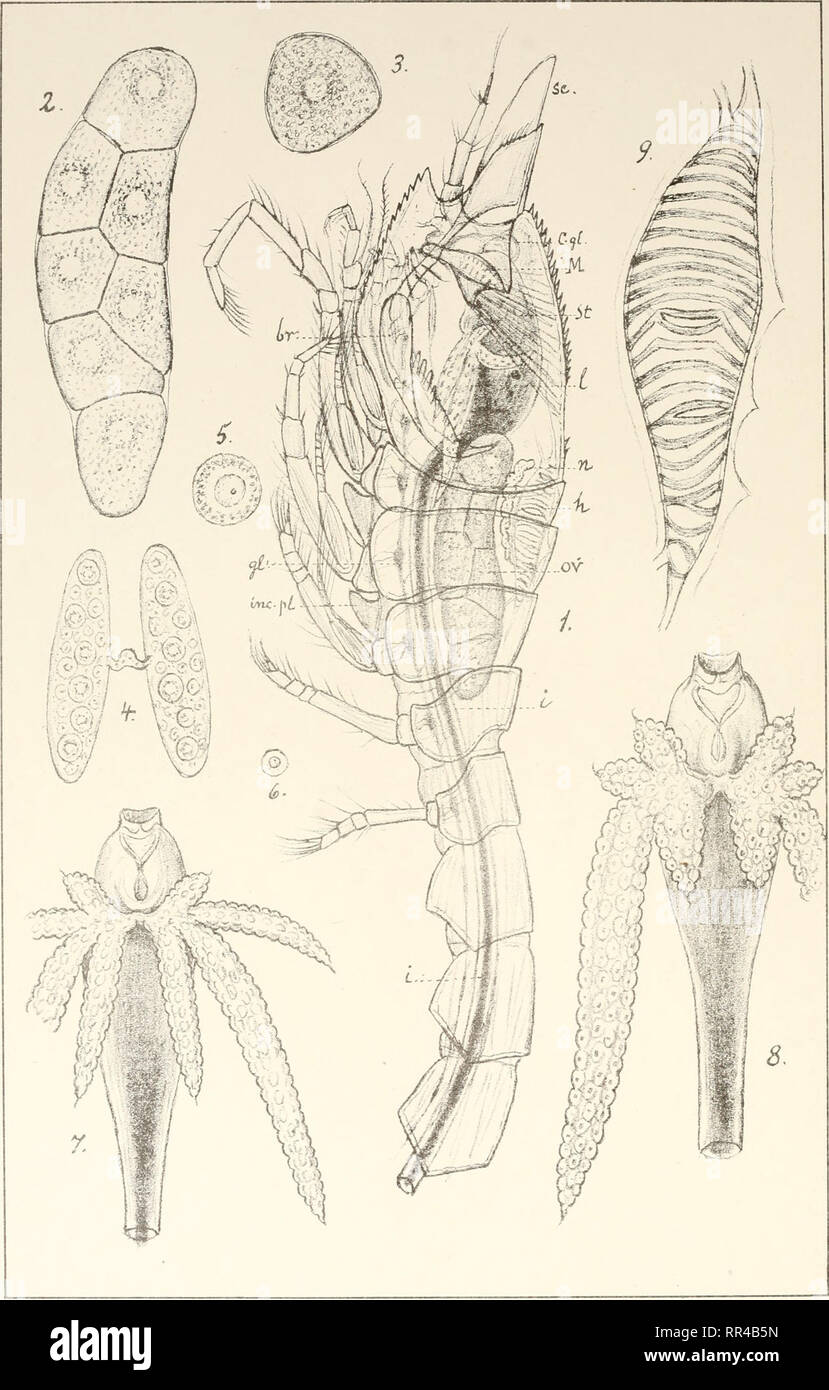 . An account of the Crustacea of Norway, with short descriptions and figures of all the species. Crustacea -- Norway. Anatomy. Cumace a. PI. LXVII.. G.O. Sars autogr Leucon- Diastylis. Trykt i den private Opmaaling.Chra. Please note that these images are extracted from scanned page images that may have been digitally enhanced for readability - coloration and appearance of these illustrations may not perfectly resemble the original work.. Sars, G. O. (Georg Ossian), 1837-1927. Christiania, Copenhagen, A. Cammermeyer Stock Photo