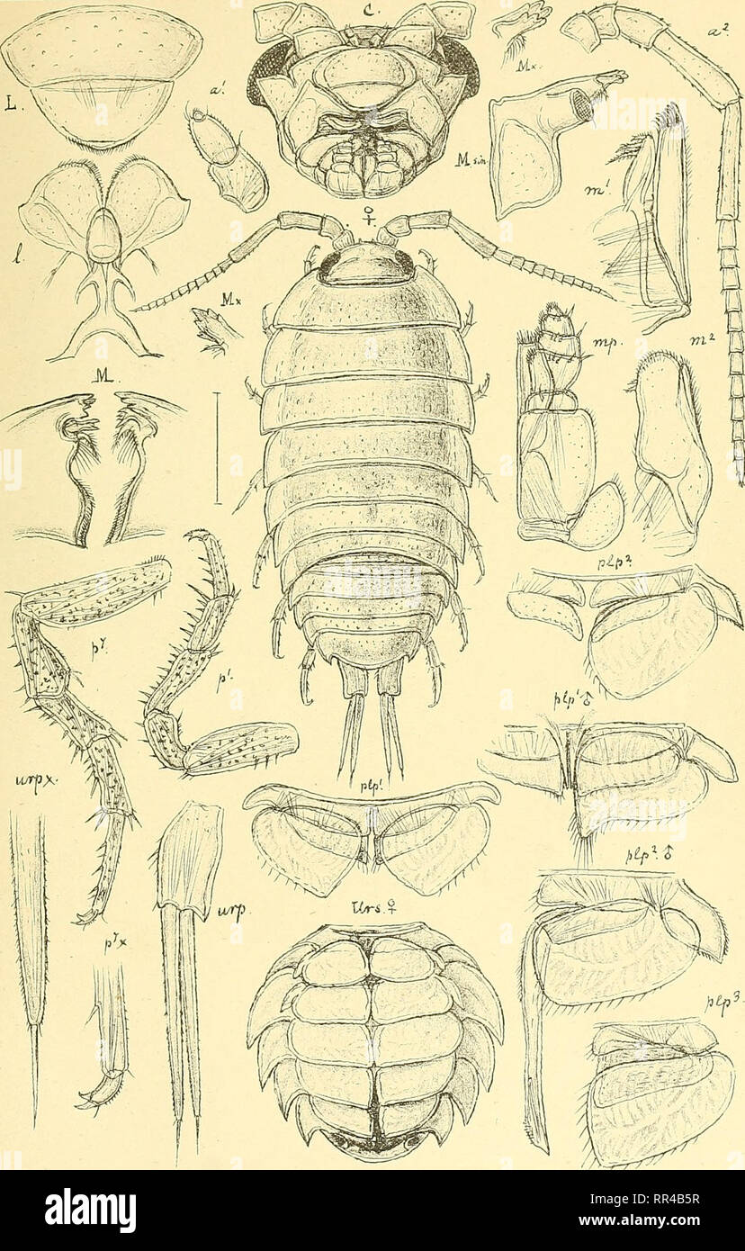 . An account of the Crustacea of Norway, with short descriptions and figures of all the species. Crustacea. Li£iidse. I s op o da PI.70.. G.O. S ars, autogr Ligia oceanica, (Lin-). Please note that these images are extracted from scanned page images that may have been digitally enhanced for readability - coloration and appearance of these illustrations may not perfectly resemble the original work.. Sars, G. O. (Georg Ossian), 1837-1927. Christiania, Copenhagen, A. Cammermeyer Stock Photo