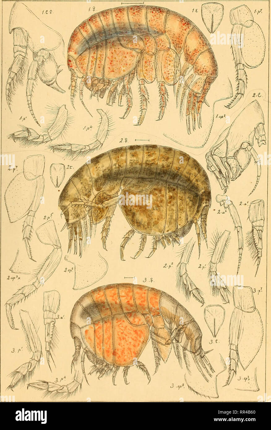An Account Of The Crustacea Of Norway With Short Descriptions And Figures Of All The Species Crustacea Stegocephalidae Amphipoda Pi 70 G Osars Auto R I Stegoccphalus Similis N Sp 2 Stegocephaloides Christianiensis Boeck