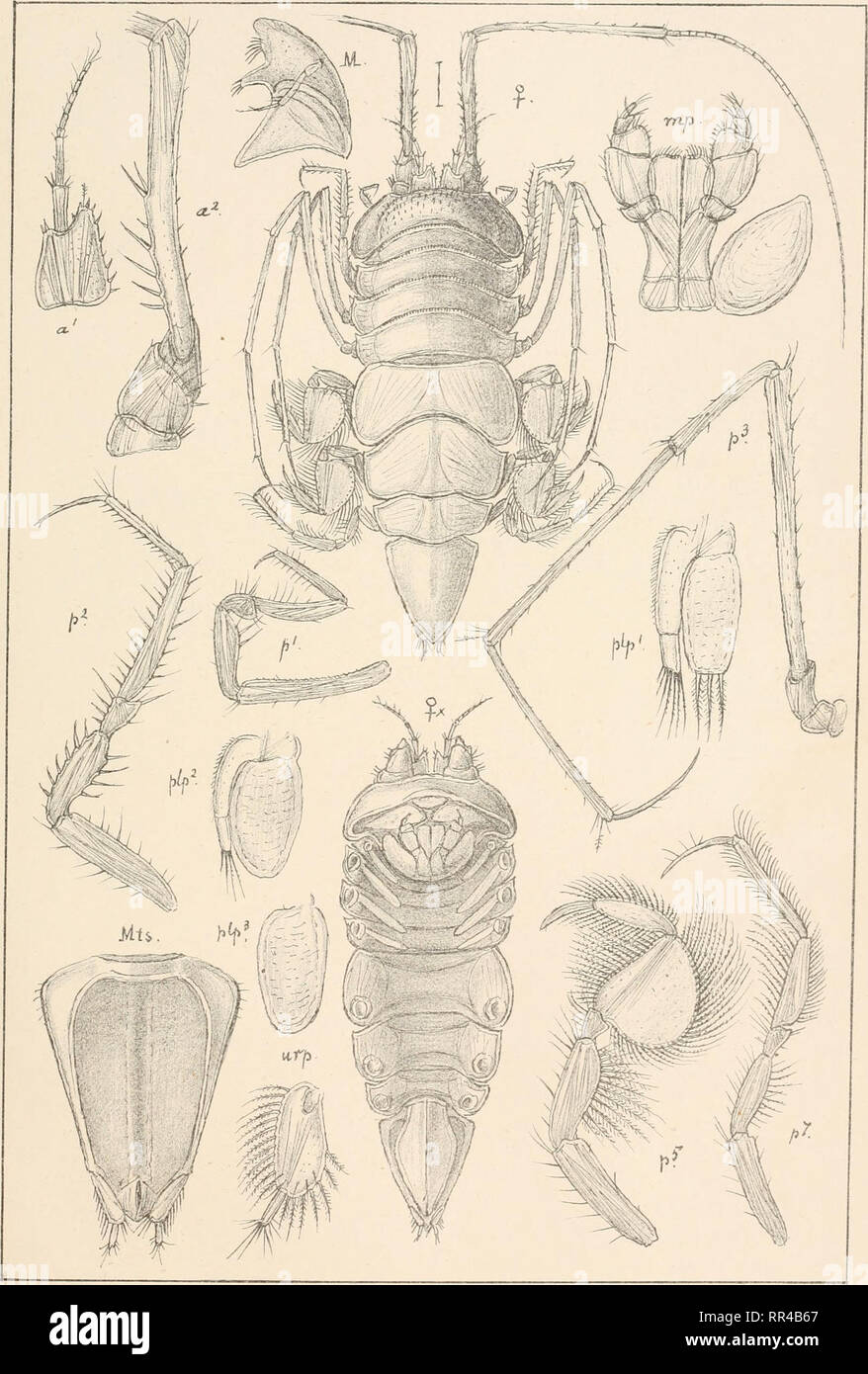 . An account of the Crustacea of Norway, with short descriptions and figures of all the species. Crustacea -- Norway. Munnopsidas. I s op o cia   PI. 60.. 6.0. S ars, autogr . Jljarachna hirticeps, G. 0. Sars.. Please note that these images are extracted from scanned page images that may have been digitally enhanced for readability - coloration and appearance of these illustrations may not perfectly resemble the original work.. Sars, G. O. (Georg Ossian), 1837-1927. Christiania, Copenhagen, A. Cammermeyer Stock Photo