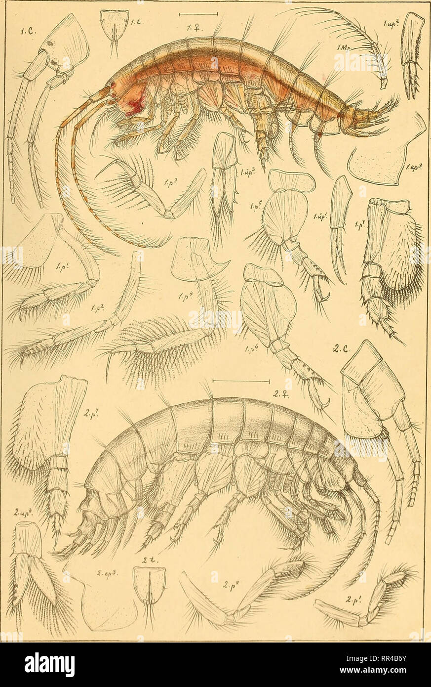 . An account of the Crustacea of Norway, with short descriptions and figures of all the species. Crustacea. Ampeliscidas AMPHIPODA PI. 68. G 0 Sars auto^r l-Haploops setosa, Boeck Z.HapIoops robusta, nsp.. Please note that these images are extracted from scanned page images that may have been digitally enhanced for readability - coloration and appearance of these illustrations may not perfectly resemble the original work.. Sars, G. O. (Georg Ossian), 1837-1927. Christiania, Copenhagen, A. Cammermeyer Stock Photo