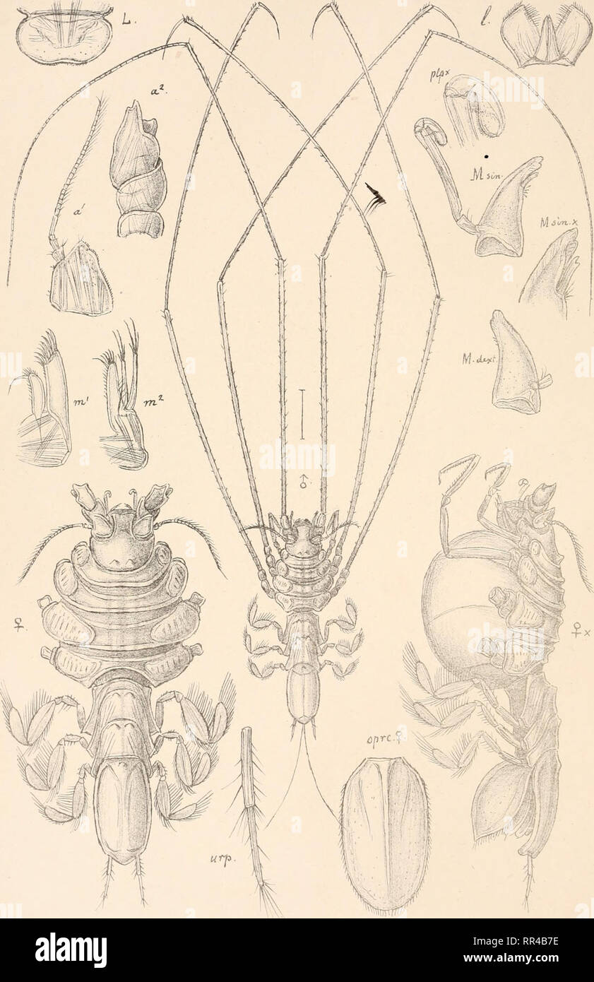 . An account of the Crustacea of Norway, with short descriptions and figures of all the species. Crustacea -- Norway. Munnopsidae. I s op o da.. PI. 57.. G.O. S srs, autoqr . Munnopsis typica, M. Sars.. Please note that these images are extracted from scanned page images that may have been digitally enhanced for readability - coloration and appearance of these illustrations may not perfectly resemble the original work.. Sars, G. O. (Georg Ossian), 1837-1927. Christiania, Copenhagen, A. Cammermeyer Stock Photo
