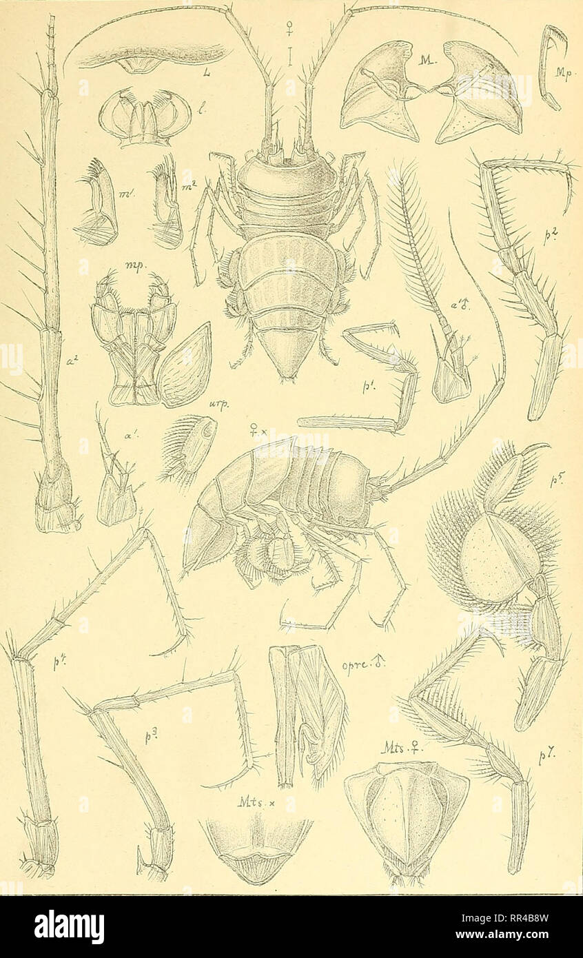 . An account of the Crustacea of Norway, with short descriptions and figures of all the species. Crustacea. Munnopsidae I s op o da PI. 62.. G.O.Sbps, autogr. Aspidefto+tts&quot; clypeatth&amp;, G. 0. Sars.. Please note that these images are extracted from scanned page images that may have been digitally enhanced for readability - coloration and appearance of these illustrations may not perfectly resemble the original work.. Sars, G. O. (Georg Ossian), 1837-1927. Christiania, Copenhagen, A. Cammermeyer Stock Photo