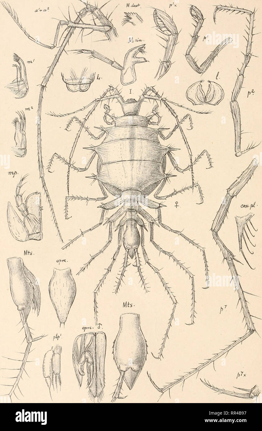 . An account of the Crustacea of Norway, with short descriptions and figures of all the species. Crustacea -- Norway. Munnfdae . I s op o da- i.49.. G.O. S ars, autogr . Pleurotion spinosum , G .0. Sars.. Please note that these images are extracted from scanned page images that may have been digitally enhanced for readability - coloration and appearance of these illustrations may not perfectly resemble the original work.. Sars, G. O. (Georg Ossian), 1837-1927. Christiania, Copenhagen, A. Cammermeyer Stock Photo