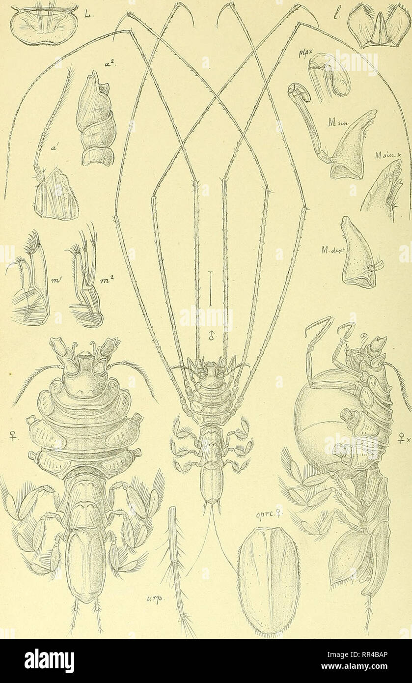 . An account of the Crustacea of Norway, with short descriptions and figures of all the species. Crustacea. lunnopsidae. I s op o da.. PI. 57.. .0. S ars, autogr lunnopsis typica, M. Sars.. Please note that these images are extracted from scanned page images that may have been digitally enhanced for readability - coloration and appearance of these illustrations may not perfectly resemble the original work.. Sars, G. O. (Georg Ossian), 1837-1927. Christiania, Copenhagen, A. Cammermeyer Stock Photo