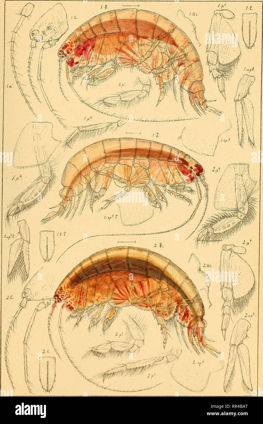 . An account of the Crustacea of Norway, with short descriptions and figures of all the species. Crustacea. Ampeliscidee AMPHIPODA PI. 58.. l,.O.Sars autoj^r, I. Ampolisca tanuicornis, Lilljeborg. 2.Ampelisca assimilis, Boeck. ,. Please note that these images are extracted from scanned page images that may have been digitally enhanced for readability - coloration and appearance of these illustrations may not perfectly resemble the original work.. Sars, G. O. (Georg Ossian), 1837-1927. Christiania, Copenhagen, A. Cammermeyer Stock Photo