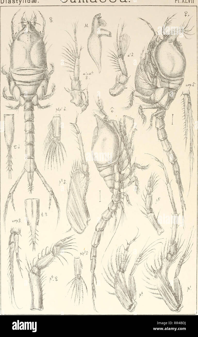 . An account of the Crustacea of Norway, with short descriptions and figures of all the species. Crustacea -- Norway. Cumacea P1.XLVI1. 6.0. Sars autogr Diastylopsis resima, (Kroyer.) . Trykt i den private Opmaaling.Chra.. Please note that these images are extracted from scanned page images that may have been digitally enhanced for readability - coloration and appearance of these illustrations may not perfectly resemble the original work.. Sars, G. O. (Georg Ossian), 1837-1927. Christiania, Copenhagen, A. Cammermeyer Stock Photo