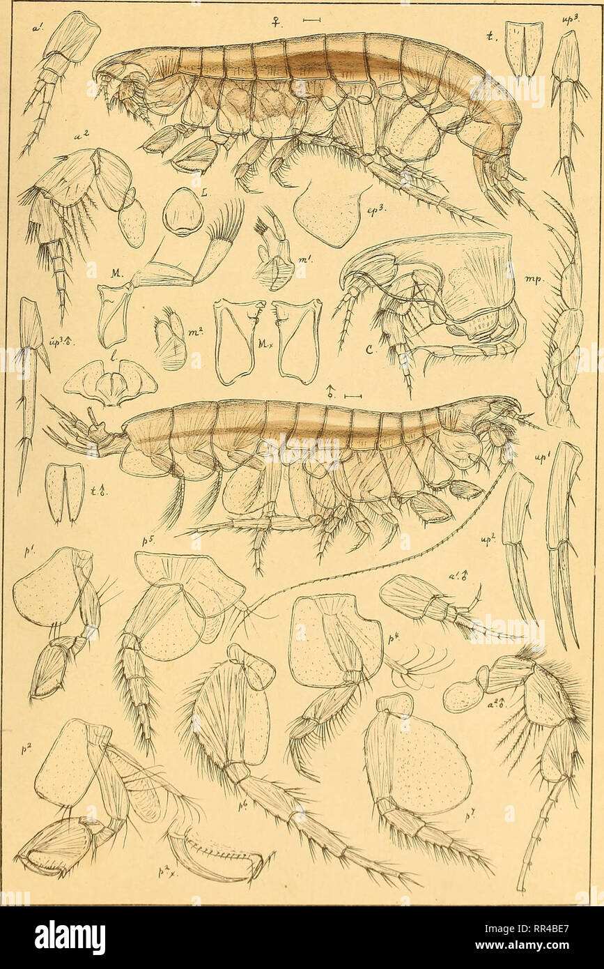 . An account of the Crustacea of Norway, with short descriptions and figures of all the species. Crustacea. Phoxocephalidae AMPHIPODA PI.50.. G.O.Sars autoj^r. Leptophoxus falcatus,G.O.Sars.. Please note that these images are extracted from scanned page images that may have been digitally enhanced for readability - coloration and appearance of these illustrations may not perfectly resemble the original work.. Sars, G. O. (Georg Ossian), 1837-1927. Christiania, Copenhagen, A. Cammermeyer Stock Photo