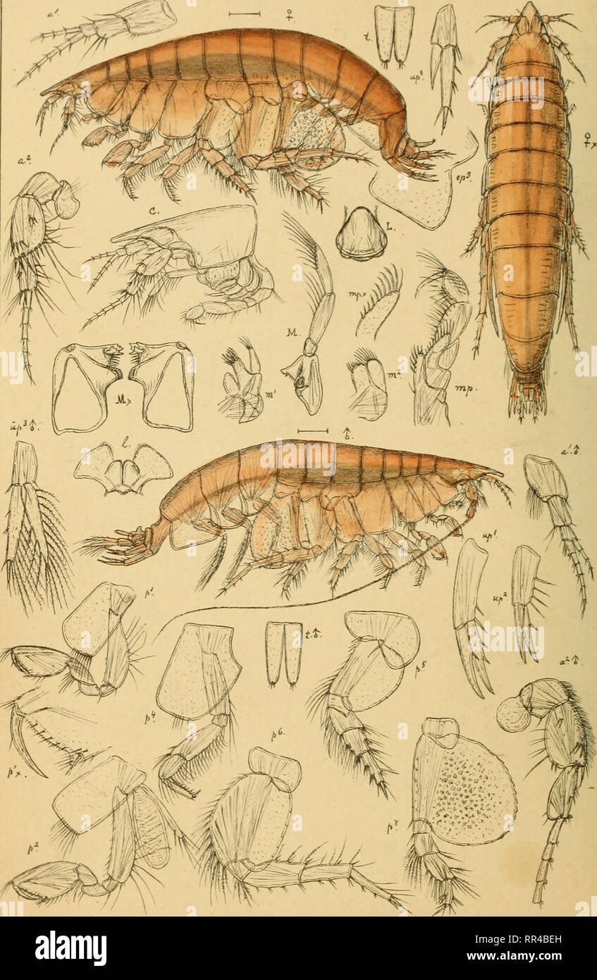 . An account of the Crustacea of Norway, with short descriptions and figures of all the species. Crustacea. Phoxocephalidae AMPHIPODA PI. 49.. G.QSars auto^r Phoxocephalus Holbolli, (Krb/er).. Please note that these images are extracted from scanned page images that may have been digitally enhanced for readability - coloration and appearance of these illustrations may not perfectly resemble the original work.. Sars, G. O. (Georg Ossian), 1837-1927. Christiania, Copenhagen, A. Cammermeyer Stock Photo