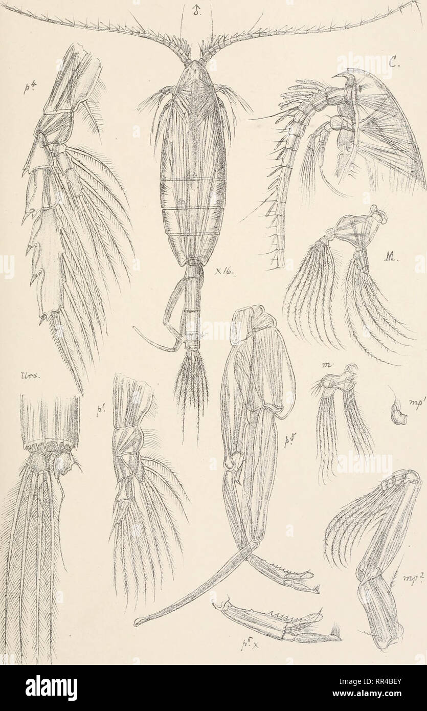 . An account of the Crustacea of Norway, with short descriptions and figures of all the species. Crustacea -- Norway. Euchaefidae, Copepoda Calanoida. PI. XXVI.. G.O Sars autoqr. ':n private Opnaalmg.Ciira Euchaeta norvegica, Boeck (male.). Please note that these images are extracted from scanned page images that may have been digitally enhanced for readability - coloration and appearance of these illustrations may not perfectly resemble the original work.. Sars, G. O. (Georg Ossian), 1837-1927. Christiania, Copenhagen, A. Cammermeyer Stock Photo