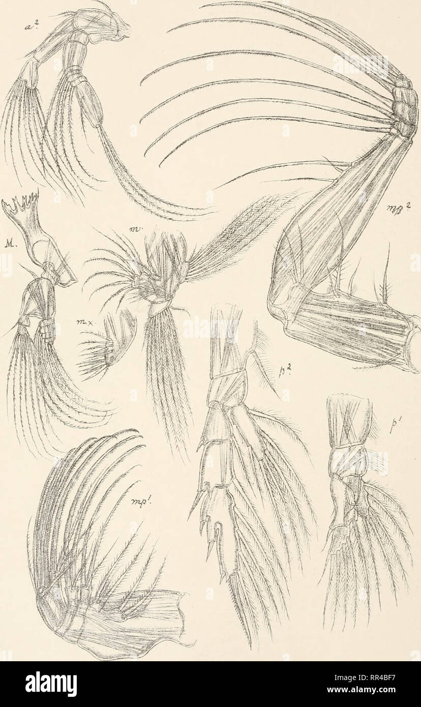 . An account of the Crustacea of Norway, with short descriptions and figures of all the species. Crustacea -- Norway. Euchaetidae. Copepoda Calanoida.. £&gt; 0 Sars airtogr. l, de.i private Oprraaiing.Chrs Euchaeta norvegica, Boeck. (continued.). Please note that these images are extracted from scanned page images that may have been digitally enhanced for readability - coloration and appearance of these illustrations may not perfectly resemble the original work.. Sars, G. O. (Georg Ossian), 1837-1927. Christiania, Copenhagen, A. Cammermeyer Stock Photo