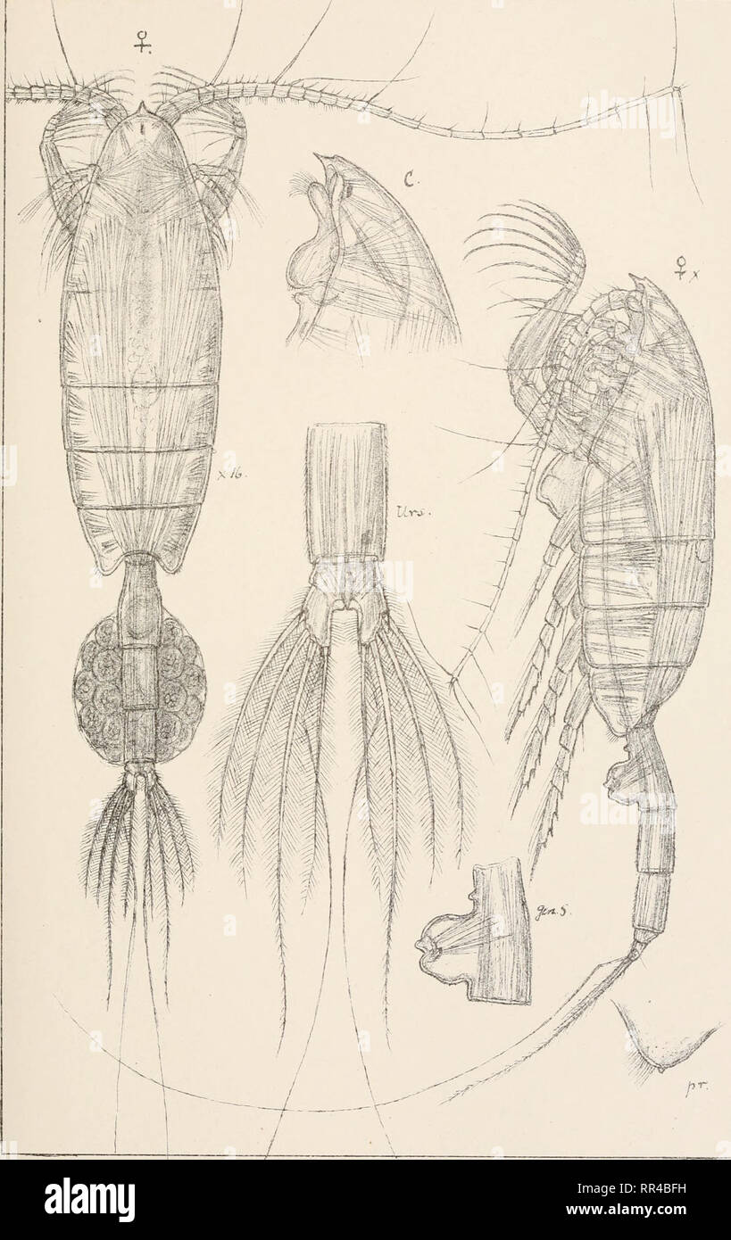 . An account of the Crustacea of Norway, with short descriptions and figures of all the species. Crustacea -- Norway. Euchastidae. Copepoda Calanoida. PI.XXIY ••- ',/^VJU. G,C- Savs autogr. Euch^ta norvegica, Boeck Tryktiden private Qprnaalinq.Ghrd. Please note that these images are extracted from scanned page images that may have been digitally enhanced for readability - coloration and appearance of these illustrations may not perfectly resemble the original work.. Sars, G. O. (Georg Ossian), 1837-1927. Christiania, Copenhagen, A. Cammermeyer Stock Photo