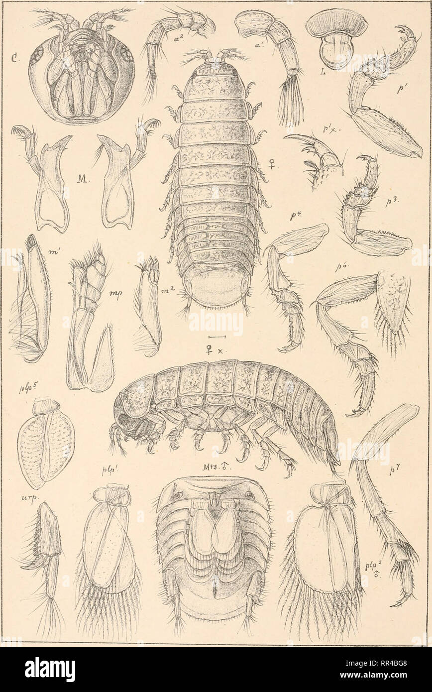 . An account of the Crustacea of Norway, with short descriptions and figures of all the species. Crustacea -- Norway. Limnoriidse Is opo PI. 31.. G.0. S ars, autogr. Limnoria lignorum, Rathke .. Please note that these images are extracted from scanned page images that may have been digitally enhanced for readability - coloration and appearance of these illustrations may not perfectly resemble the original work.. Sars, G. O. (Georg Ossian), 1837-1927. Christiania, Copenhagen, A. Cammermeyer Stock Photo
