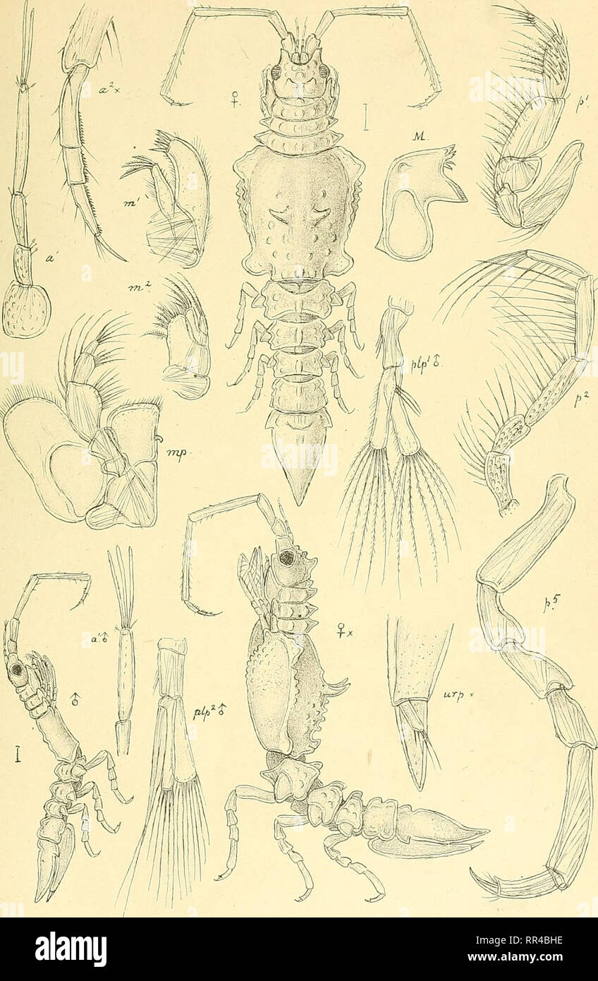 . An account of the Crustacea of Norway, with short descriptions and figures of all the species. Crustacea. Arcturidae. I s op o da. PI. 38.. G.O. S ars, autoc Arcturella dila-tata, G .0 . Sars ,. Please note that these images are extracted from scanned page images that may have been digitally enhanced for readability - coloration and appearance of these illustrations may not perfectly resemble the original work.. Sars, G. O. (Georg Ossian), 1837-1927. Christiania, Copenhagen, A. Cammermeyer Stock Photo