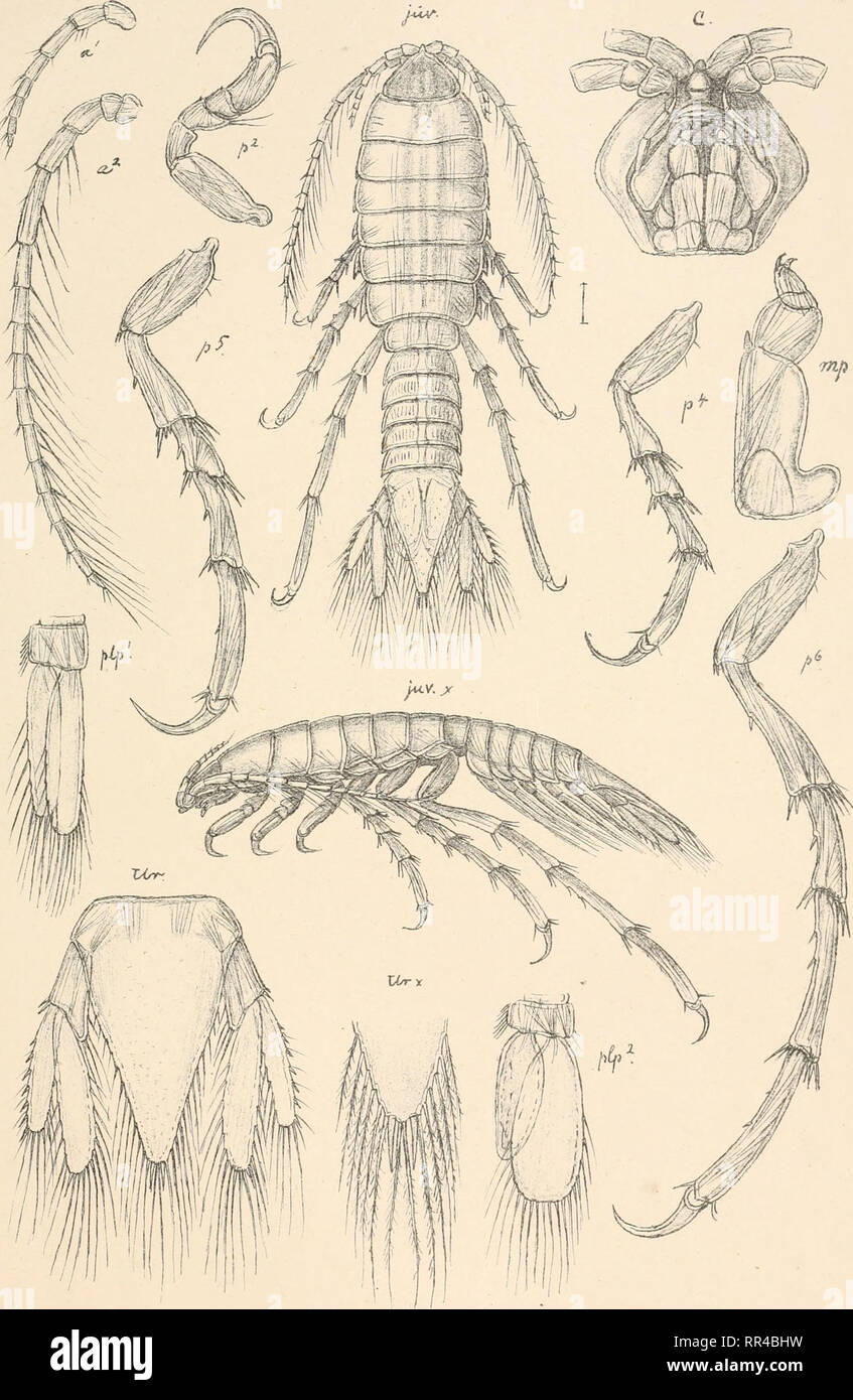 . An account of the Crustacea of Norway, with short descriptions and figures of all the species. Crustacea -- Norway. I s opo da. PI. 28.. G.O. S ars, autogr . Sj/scenus infeh'x, Harger (jun. Please note that these images are extracted from scanned page images that may have been digitally enhanced for readability - coloration and appearance of these illustrations may not perfectly resemble the original work.. Sars, G. O. (Georg Ossian), 1837-1927. Christiania, Copenhagen, A. Cammermeyer Stock Photo