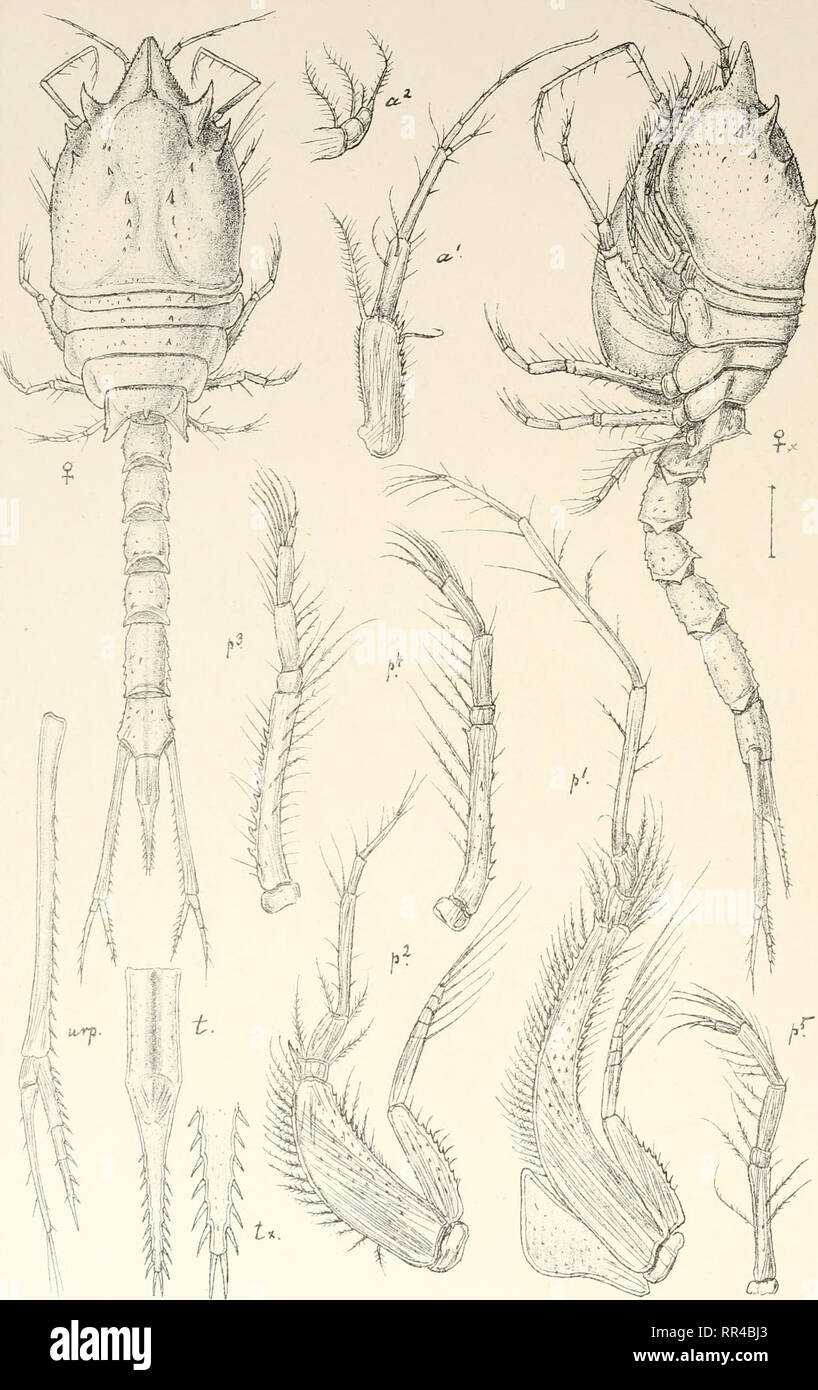 . An account of the Crustacea of Norway, with short descriptions and figures of all the species. Crustacea -- Norway. Diastylidae. Cumace a Pl.XXXY.. G. 0, Sars autogr Diastylis cornuta,Boeck. Trykt i den private Opmaaling,Chra.. Please note that these images are extracted from scanned page images that may have been digitally enhanced for readability - coloration and appearance of these illustrations may not perfectly resemble the original work.. Sars, G. O. (Georg Ossian), 1837-1927. Christiania, Copenhagen, A. Cammermeyer Stock Photo