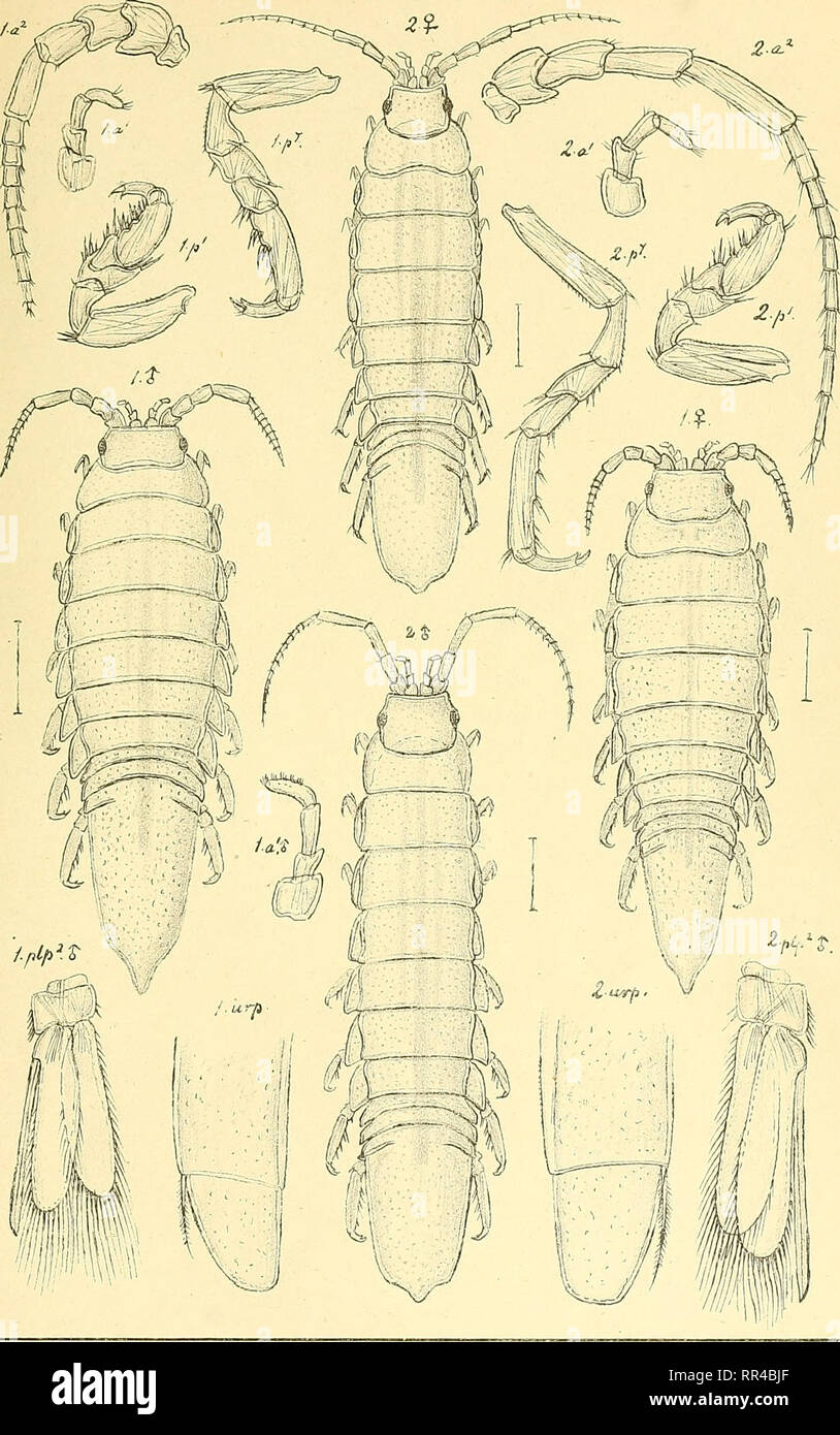 . An account of the Crustacea of Norway, with short descriptions and figures of all the species. Crustacea. ldo&quot;t heidaB. Isopoda. pi.34-.. GO. S ars, autogr 1. Iclothea granulosa, Rathke 2. ., angusta , n . sp.. Please note that these images are extracted from scanned page images that may have been digitally enhanced for readability - coloration and appearance of these illustrations may not perfectly resemble the original work.. Sars, G. O. (Georg Ossian), 1837-1927. Christiania, Copenhagen, A. Cammermeyer Stock Photo