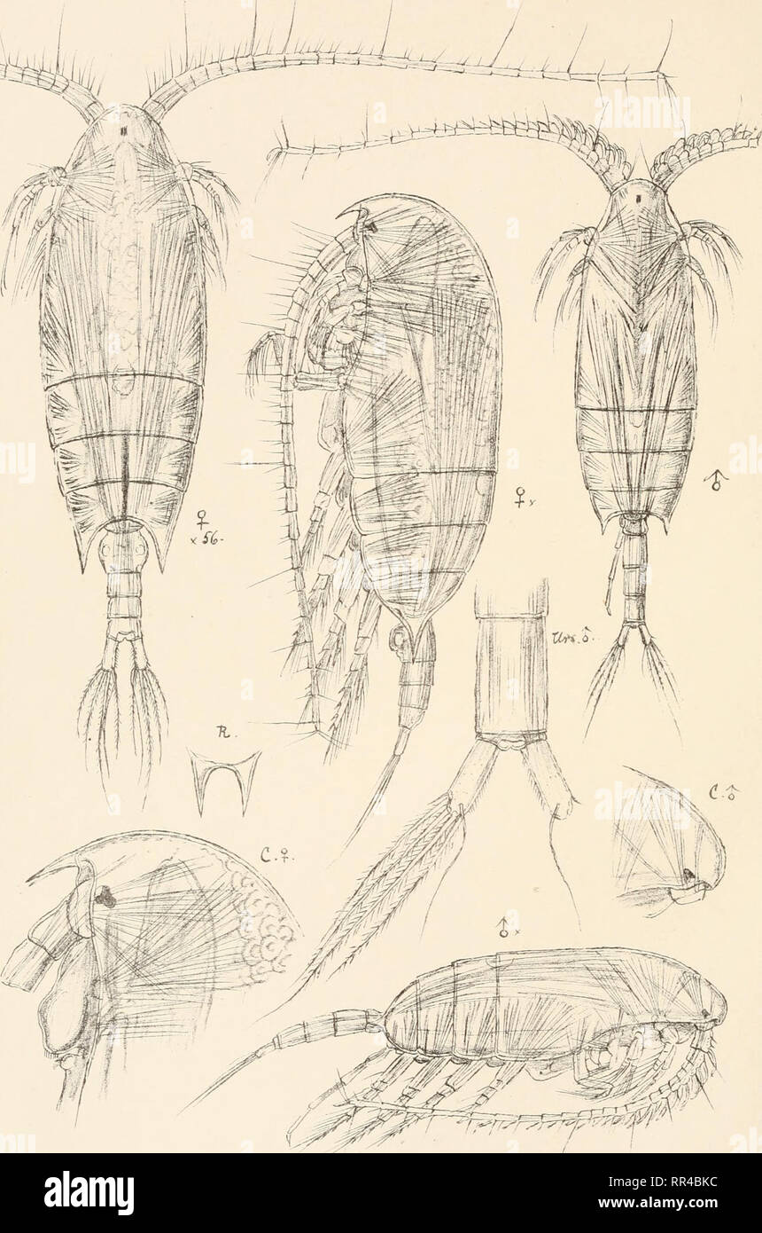 . An account of the Crustacea of Norway, with short descriptions and figures of all the species. Crustacea -- Norway. /Etidiidae. Copepoda Calanoida. PI. xm.. 6.0. Sars autogr. /Etidius armatus, (Boeck.) Tryktiden private Opmaaiing,Clira. Please note that these images are extracted from scanned page images that may have been digitally enhanced for readability - coloration and appearance of these illustrations may not perfectly resemble the original work.. Sars, G. O. (Georg Ossian), 1837-1927. Christiania, Copenhagen, A. Cammermeyer Stock Photo