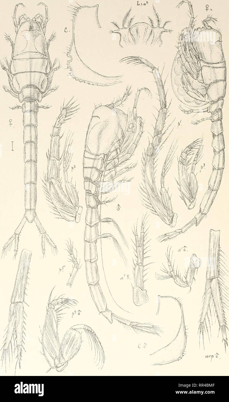 . An account of the Crustacea of Norway, with short descriptions and figures of all the species. Crustacea -- Norway. Leuconidae. Cumacea. Pl, xxiy. Trykliden priv.OpmaalingChr Eudorella truncatulafSp.Bate).. Please note that these images are extracted from scanned page images that may have been digitally enhanced for readability - coloration and appearance of these illustrations may not perfectly resemble the original work.. Sars, G. O. (Georg Ossian), 1837-1927. Christiania, Copenhagen, A. Cammermeyer Stock Photo