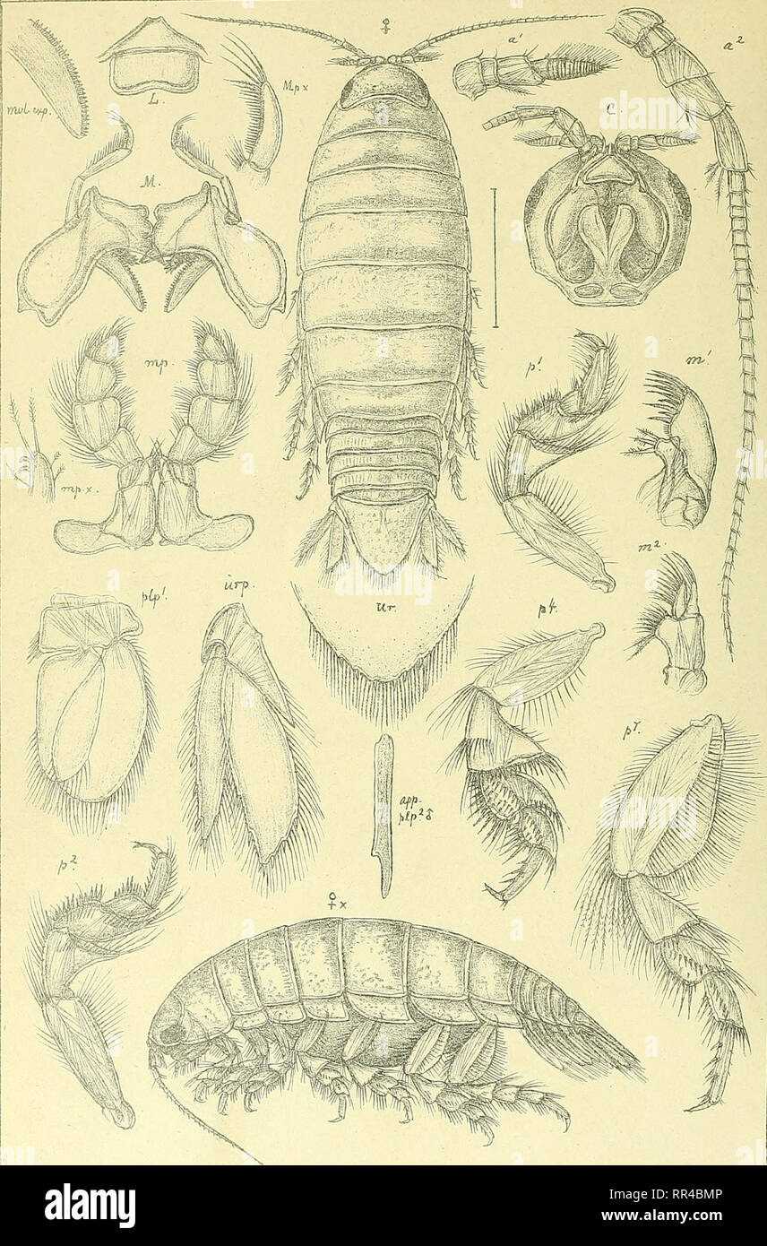 . An account of the Crustacea of Norway, with short descriptions and figures of all the species. Crustacea. Girolanidae. I s op o da. PI. 29.. G.O. S ars, autogr Cirolaxia borealis, Lilljeb.. Please note that these images are extracted from scanned page images that may have been digitally enhanced for readability - coloration and appearance of these illustrations may not perfectly resemble the original work.. Sars, G. O. (Georg Ossian), 1837-1927. Christiania, Copenhagen, A. Cammermeyer Stock Photo