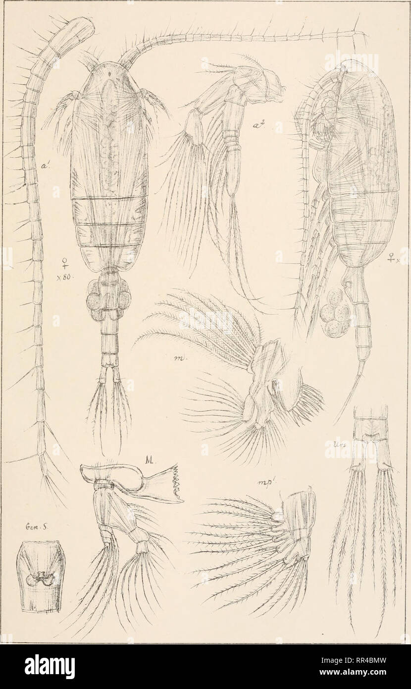 . An account of the Crustacea of Norway, with short descriptions and figures of all the species. Crustacea -- Norway. Pseudocalanidae. Copepoda Calanoida. PI.X.. 6.0 Sars autogr. Tryktiden private Opmaaling.Chra, Pseudocalanus elongatus, Boeck.. Please note that these images are extracted from scanned page images that may have been digitally enhanced for readability - coloration and appearance of these illustrations may not perfectly resemble the original work.. Sars, G. O. (Georg Ossian), 1837-1927. Christiania, Copenhagen, A. Cammermeyer Stock Photo