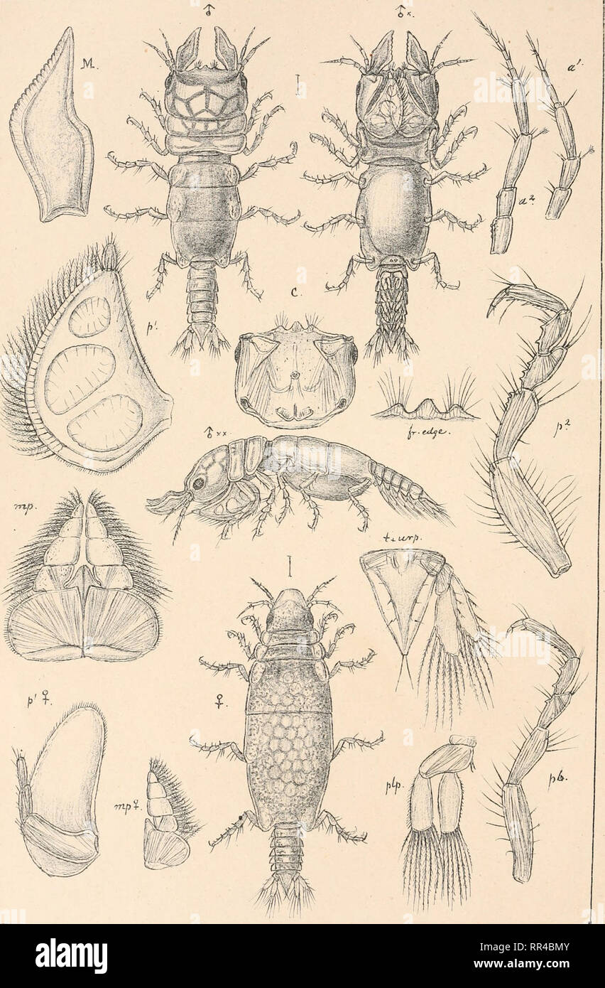 . An account of the Crustacea of Norway, with short descriptions and figures of all the species. Crustacea -- Norway. Gnaihiidas. I s opo PI.21.. G.O. S ars, autogr. Gnaihia maxillaris, (M-Edwj.. Please note that these images are extracted from scanned page images that may have been digitally enhanced for readability - coloration and appearance of these illustrations may not perfectly resemble the original work.. Sars, G. O. (Georg Ossian), 1837-1927. Christiania, Copenhagen, A. Cammermeyer Stock Photo