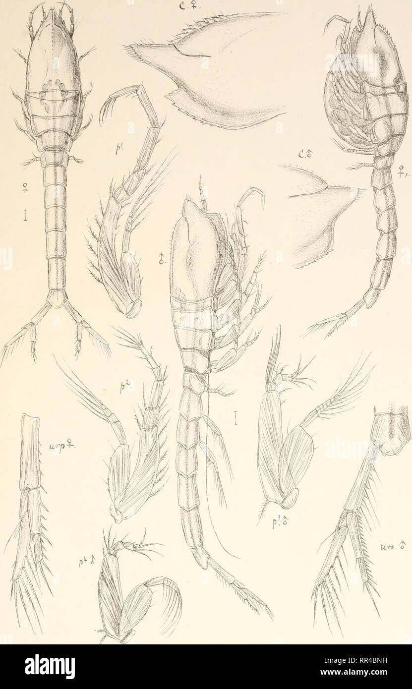 . An account of the Crustacea of Norway, with short descriptions and figures of all the species. Crustacea -- Norway. Leuconidae. Cumace a. PLTTCVT. Trykl 'i den priv.0pmaa.rmq Chr. Leucon acutirostris^.O.Sars.. Please note that these images are extracted from scanned page images that may have been digitally enhanced for readability - coloration and appearance of these illustrations may not perfectly resemble the original work.. Sars, G. O. (Georg Ossian), 1837-1927. Christiania, Copenhagen, A. Cammermeyer Stock Photo