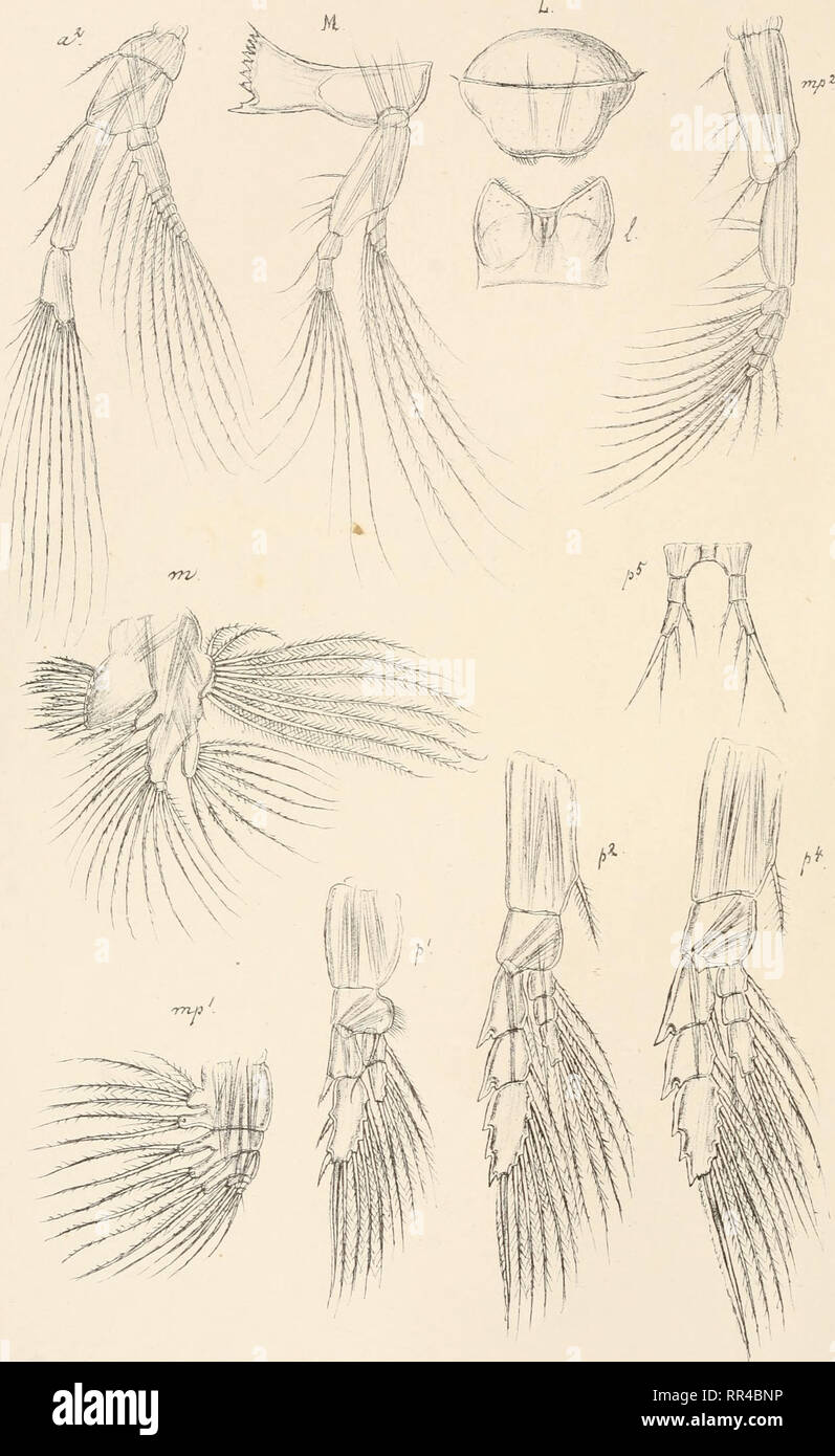 . An account of the Crustacea of Norway, with short descriptions and figures of all the species. Crustacea -- Norway. Eucalanidae. Copepoda Calanoida FIVE. ? ^ S±*'. 6.0. Sars autogr. Rhincalanus nasulus, Giesbr. conlinued Tryktiden private Opmaalmg.Chra. Please note that these images are extracted from scanned page images that may have been digitally enhanced for readability - coloration and appearance of these illustrations may not perfectly resemble the original work.. Sars, G. O. (Georg Ossian), 1837-1927. Christiania, Copenhagen, A. Cammermeyer Stock Photo
