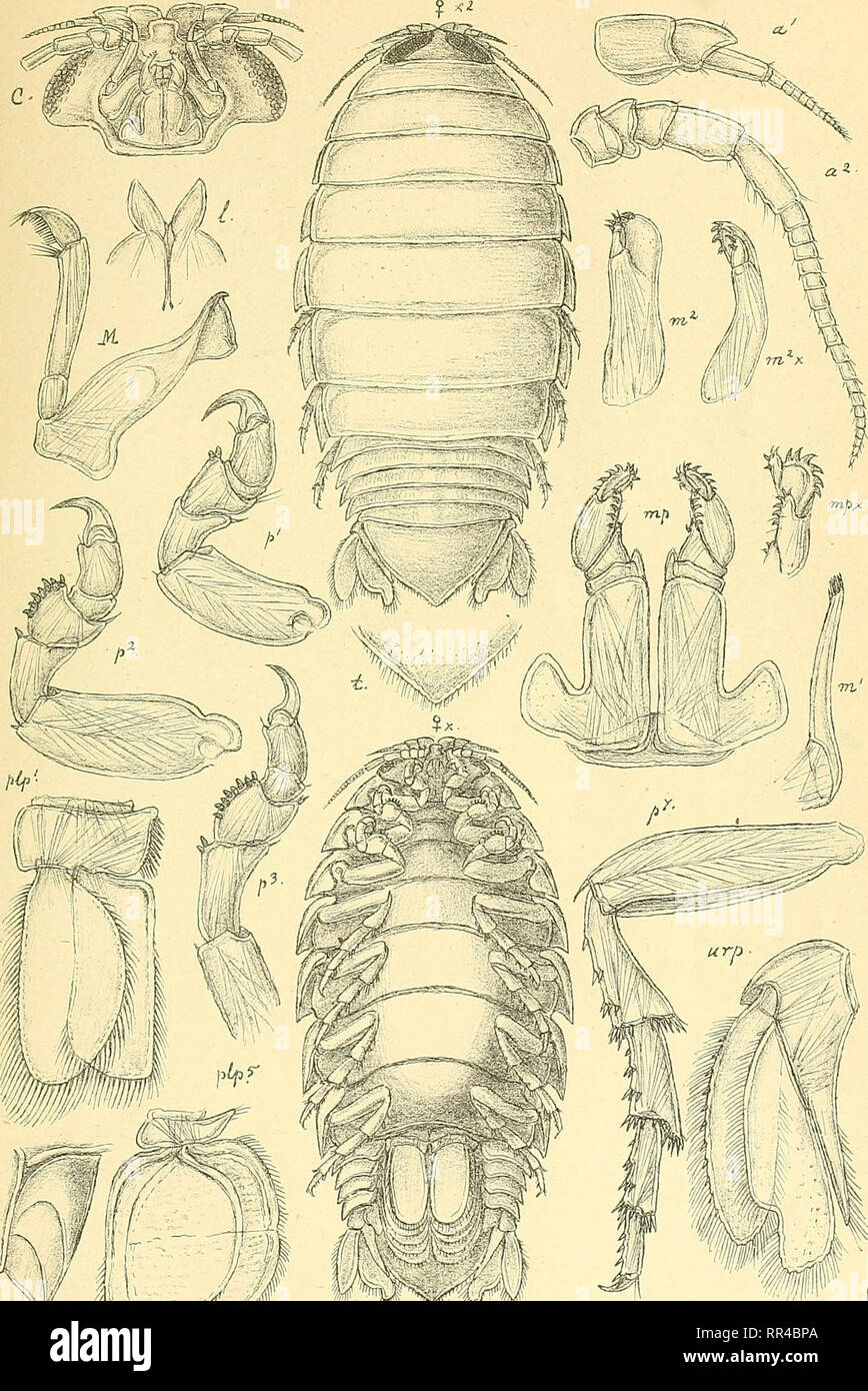 . An account of the Crustacea of Norway, with short descriptions and figures of all the species. Crustacea. &amp;gidas. I s opo da. PI. 24.. ryiir Bt WmS GO. S ars, autoc &amp;ga psora, (Linne).. Please note that these images are extracted from scanned page images that may have been digitally enhanced for readability - coloration and appearance of these illustrations may not perfectly resemble the original work.. Sars, G. O. (Georg Ossian), 1837-1927. Christiania, Copenhagen, A. Cammermeyer Stock Photo