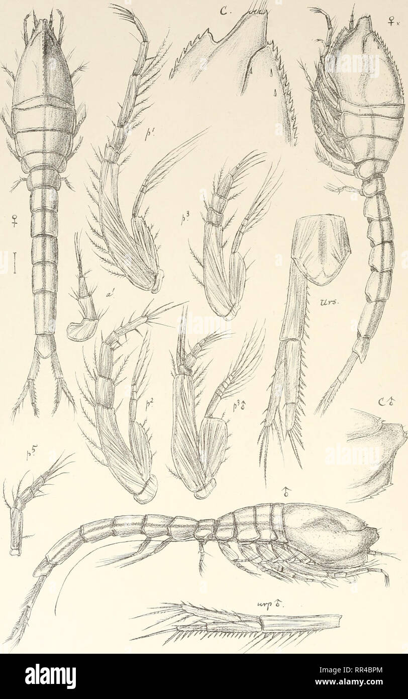 . An account of the Crustacea of Norway, with short descriptions and figures of all the species. Crustacea -- Norway. Leuconidae. Cuinace a. PL3XDI. Trykl i den priv.0pmaa.ling Chr. Leucon nasicoides, Liiyeb,. Please note that these images are extracted from scanned page images that may have been digitally enhanced for readability - coloration and appearance of these illustrations may not perfectly resemble the original work.. Sars, G. O. (Georg Ossian), 1837-1927. Christiania, Copenhagen, A. Cammermeyer Stock Photo