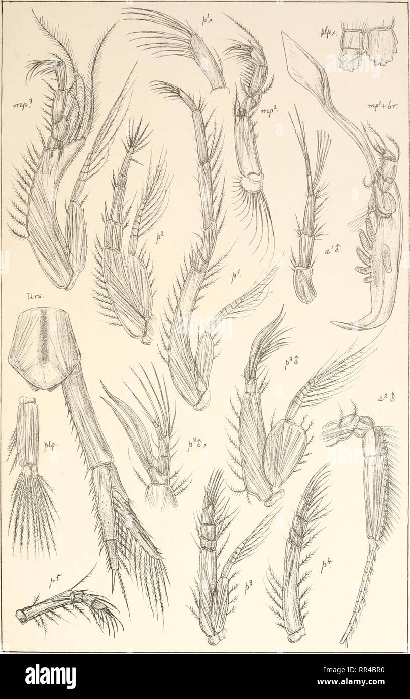 . An account of the Crustacea of Norway, with short descriptions and figures of all the species. Crustacea -- Norway. Leuconidae. Cumace a. PL3M. X /•'*' Si. Trykt i den priv.O pmaaJing Chr. Leucon nasicus,Kroyer. (continued).. Please note that these images are extracted from scanned page images that may have been digitally enhanced for readability - coloration and appearance of these illustrations may not perfectly resemble the original work.. Sars, G. O. (Georg Ossian), 1837-1927. Christiania, Copenhagen, A. Cammermeyer Stock Photo