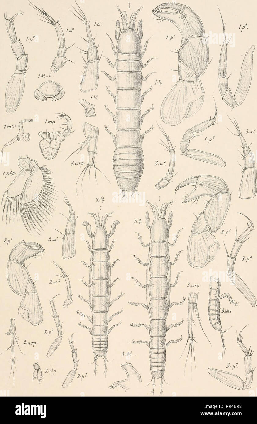 . An account of the Crustacea of Norway, with short descriptions and figures of all the species. Crustacea -- Norway. Ta n a i d as. Is opo PI. XIV.. G.O. S ars, autogr. I. Tanaopsis laticaudata,G.O.Sars. 2. Leptognathia.dentifera,G. O.Sars. 3. ,; manca, G.O.Sars.. Please note that these images are extracted from scanned page images that may have been digitally enhanced for readability - coloration and appearance of these illustrations may not perfectly resemble the original work.. Sars, G. O. (Georg Ossian), 1837-1927. Christiania, Copenhagen, A. Cammermeyer Stock Photo