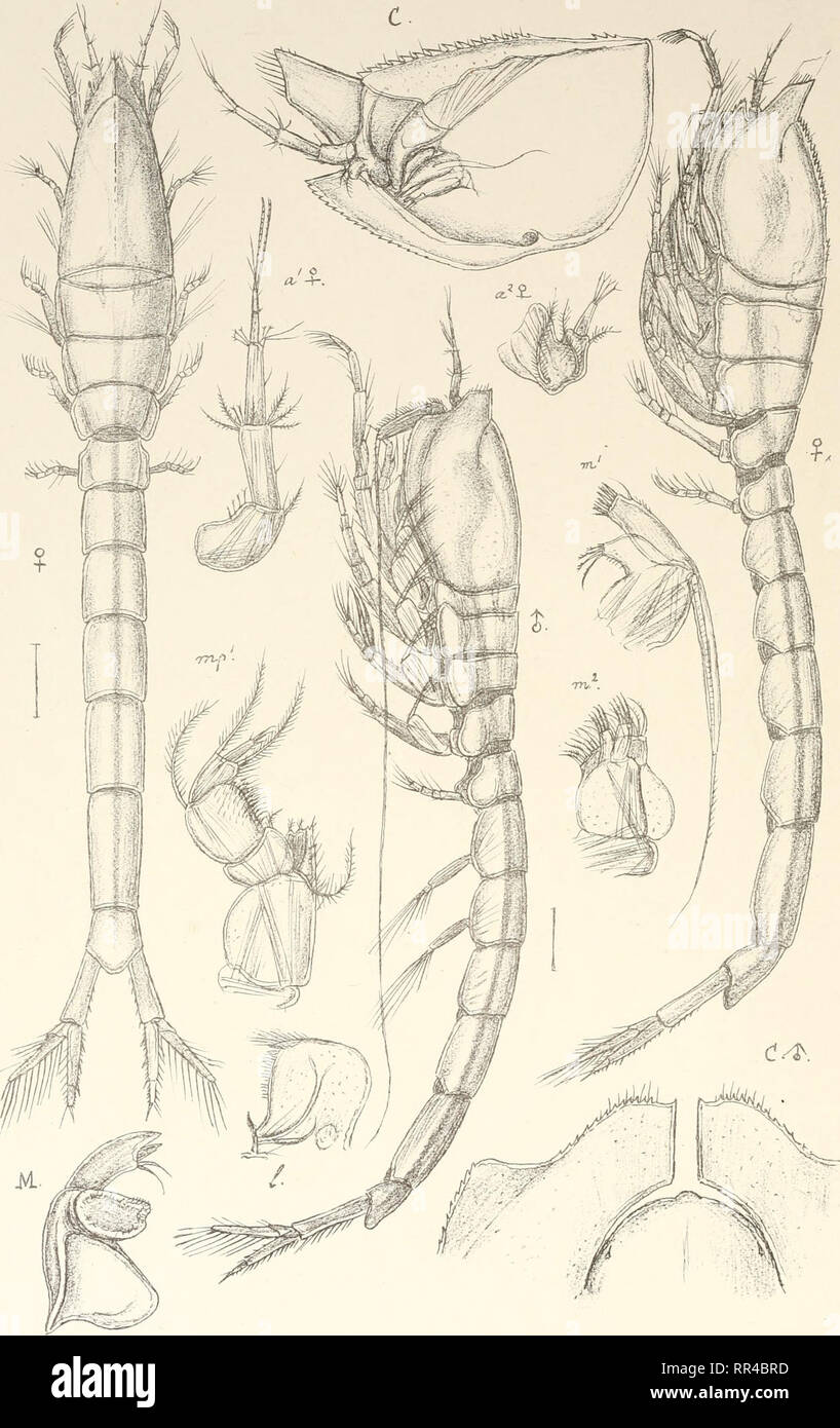 . An account of the Crustacea of Norway, with short descriptions and figures of all the species. Crustacea -- Norway. Leuconidae. Cumace a. HT5U • AAI .. Trykt i den priv.OpmaLa.ling Chr. Leucon nasicus,Kroyer.. Please note that these images are extracted from scanned page images that may have been digitally enhanced for readability - coloration and appearance of these illustrations may not perfectly resemble the original work.. Sars, G. O. (Georg Ossian), 1837-1927. Christiania, Copenhagen, A. Cammermeyer Stock Photo