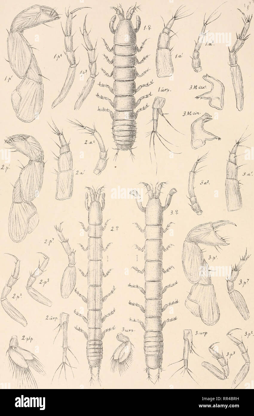 . An account of the Crustacea of Norway, with short descriptions and figures of all the species. Crustacea -- Norway. Ta n a i d SB . s op o PI.XIII.. G.O. S ars, autogr . I.Leptognathia breviremis,(Lilljeb). „ filiformis, (Lilljeb). „ brevimana, (Lilljeb).. Please note that these images are extracted from scanned page images that may have been digitally enhanced for readability - coloration and appearance of these illustrations may not perfectly resemble the original work.. Sars, G. O. (Georg Ossian), 1837-1927. Christiania, Copenhagen, A. Cammermeyer Stock Photo