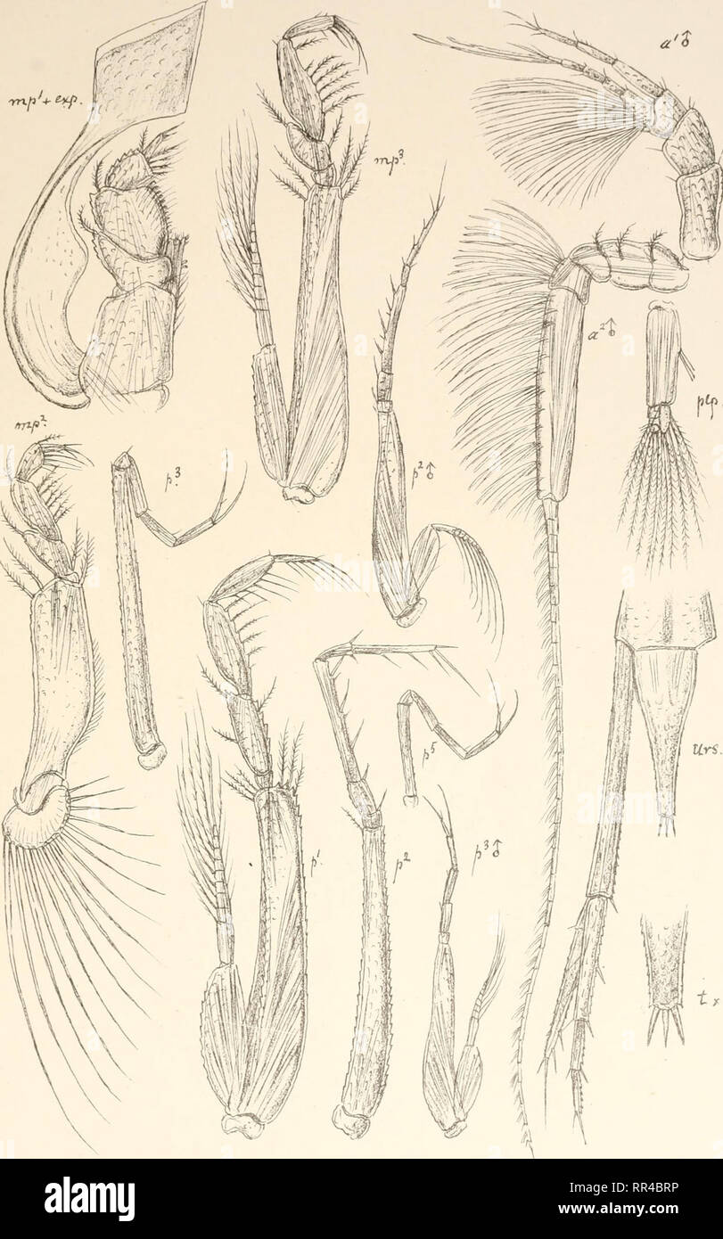 . An account of the Crustacea of Norway, with short descriptions and figures of all the species. Crustacea -- Norway. Platyaspidae. Cumace a. PLIX:.. Trykl i den priv.O pmaaling Chr. Platysuspis bypica^.O.Sars. (continued).. Please note that these images are extracted from scanned page images that may have been digitally enhanced for readability - coloration and appearance of these illustrations may not perfectly resemble the original work.. Sars, G. O. (Georg Ossian), 1837-1927. Christiania, Copenhagen, A. Cammermeyer Stock Photo