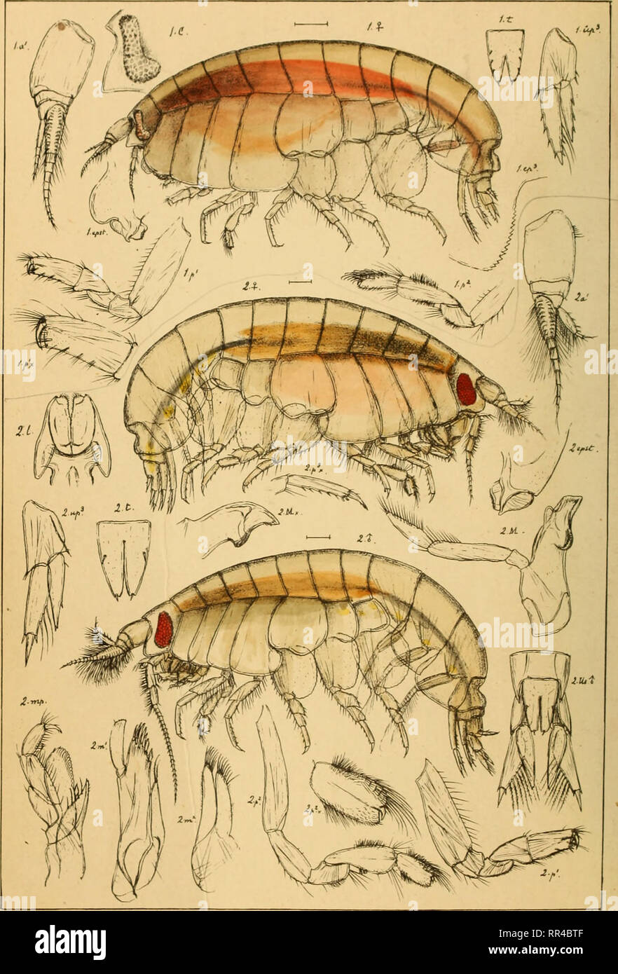 . An account of the Crustacea of Norway, with short descriptions and figures of all the species. Crustacea. Lysianassidae. AMPHIPODA PI. 25.. G.OSars auto^r I.Orchomene amblyops, n.sp. 2. Orhomenelta ciliata.G.O.Sars. Please note that these images are extracted from scanned page images that may have been digitally enhanced for readability - coloration and appearance of these illustrations may not perfectly resemble the original work.. Sars, G. O. (Georg Ossian), 1837-1927. Christiania, Copenhagen, A. Cammermeyer Stock Photo