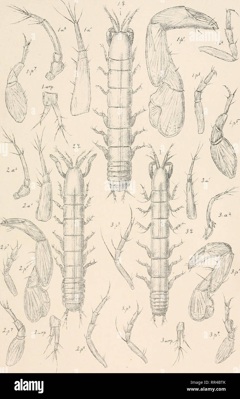 . An account of the Crustacea of Norway, with short descriptions and figures of all the species. Crustacea -- Norway. Ta n a i d ae. ! s opo da. Pl.X. N. G. 0. S ars, autogr. 1. Typfilptsnis aaq.virem is,(Lilljeb). 2. „ assimilis, G.O.Sars. 3. tenuicornis.G.O. Sars. Please note that these images are extracted from scanned page images that may have been digitally enhanced for readability - coloration and appearance of these illustrations may not perfectly resemble the original work.. Sars, G. O. (Georg Ossian), 1837-1927. Christiania, Copenhagen, A. Cammermeyer Stock Photo