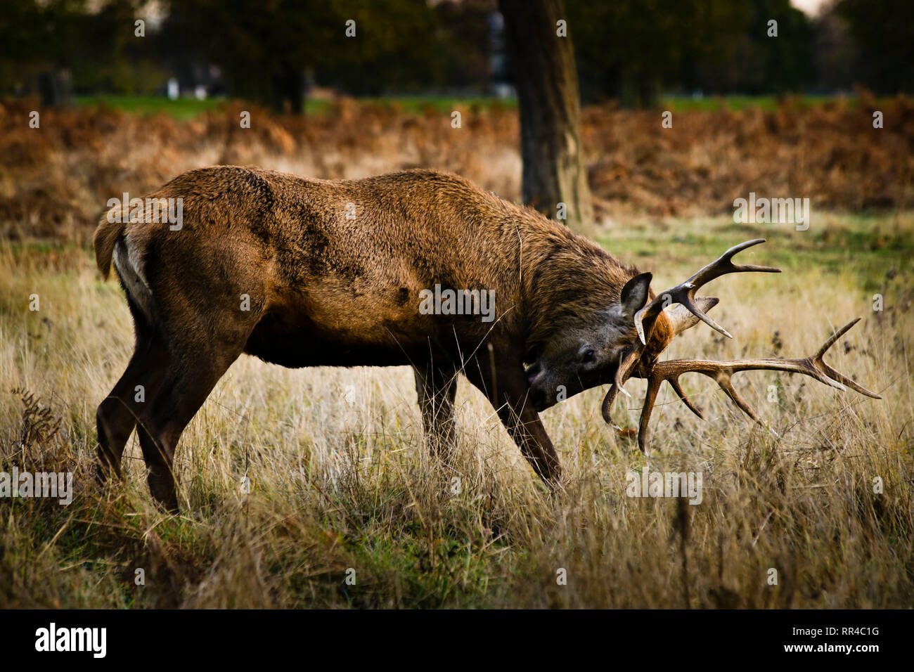 Male deer rutting in Bushy Park, UK Stock Photo - Alamy