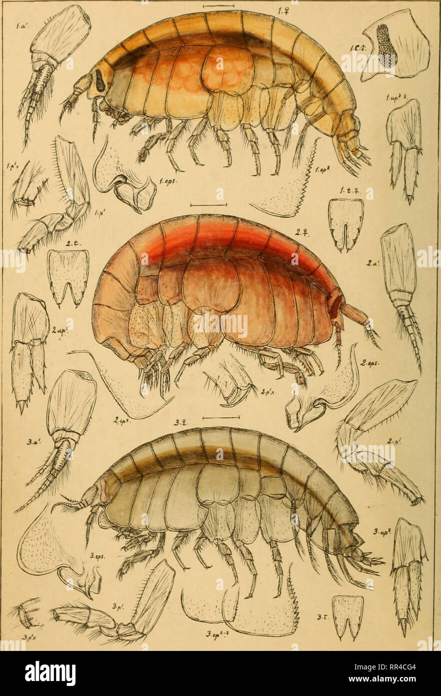 . An account of the Crustacea of Norway, with short descriptions and figures of all the species. Crustacea. Lysianassidae. AMPHIPODA PI. 23.. G.O.Sars auto^r. | Orchomene serratus, Boeck. 2. Orchomene crispatus, (Goes). 3. Orchomene pectinatus, G.O.Sars.. Please note that these images are extracted from scanned page images that may have been digitally enhanced for readability - coloration and appearance of these illustrations may not perfectly resemble the original work.. Sars, G. O. (Georg Ossian), 1837-1927. Christiania, Copenhagen, A. Cammermeyer Stock Photo