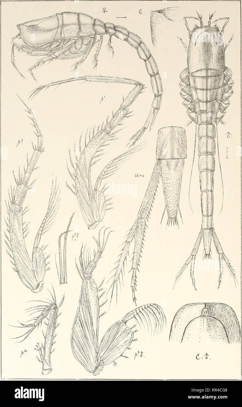 . An account of the Crustacea of Norway, with short descriptions and figures of all the species. Crustacea -- Norway. Lampropidae. Cumace a. PI JOT.. tryktiden priv.OpmaLa.ling Chra. Hemilcunprops assimilis. G.O.Sars.. Please note that these images are extracted from scanned page images that may have been digitally enhanced for readability - coloration and appearance of these illustrations may not perfectly resemble the original work.. Sars, G. O. (Georg Ossian), 1837-1927. Christiania, Copenhagen, A. Cammermeyer Stock Photo