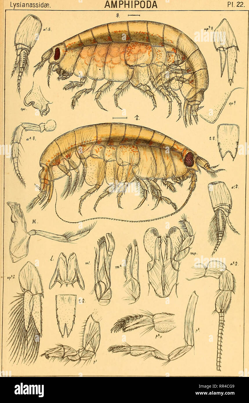 . An account of the Crustacea of Norway, with short descriptions and figures of all the species. Crustacea. Lysianassida&quot; AMPHIPODA. G.O.Sars auto^r. Orchomene Batei, G.O.Sars.. Please note that these images are extracted from scanned page images that may have been digitally enhanced for readability - coloration and appearance of these illustrations may not perfectly resemble the original work.. Sars, G. O. (Georg Ossian), 1837-1927. Christiania, Copenhagen, A. Cammermeyer Stock Photo
