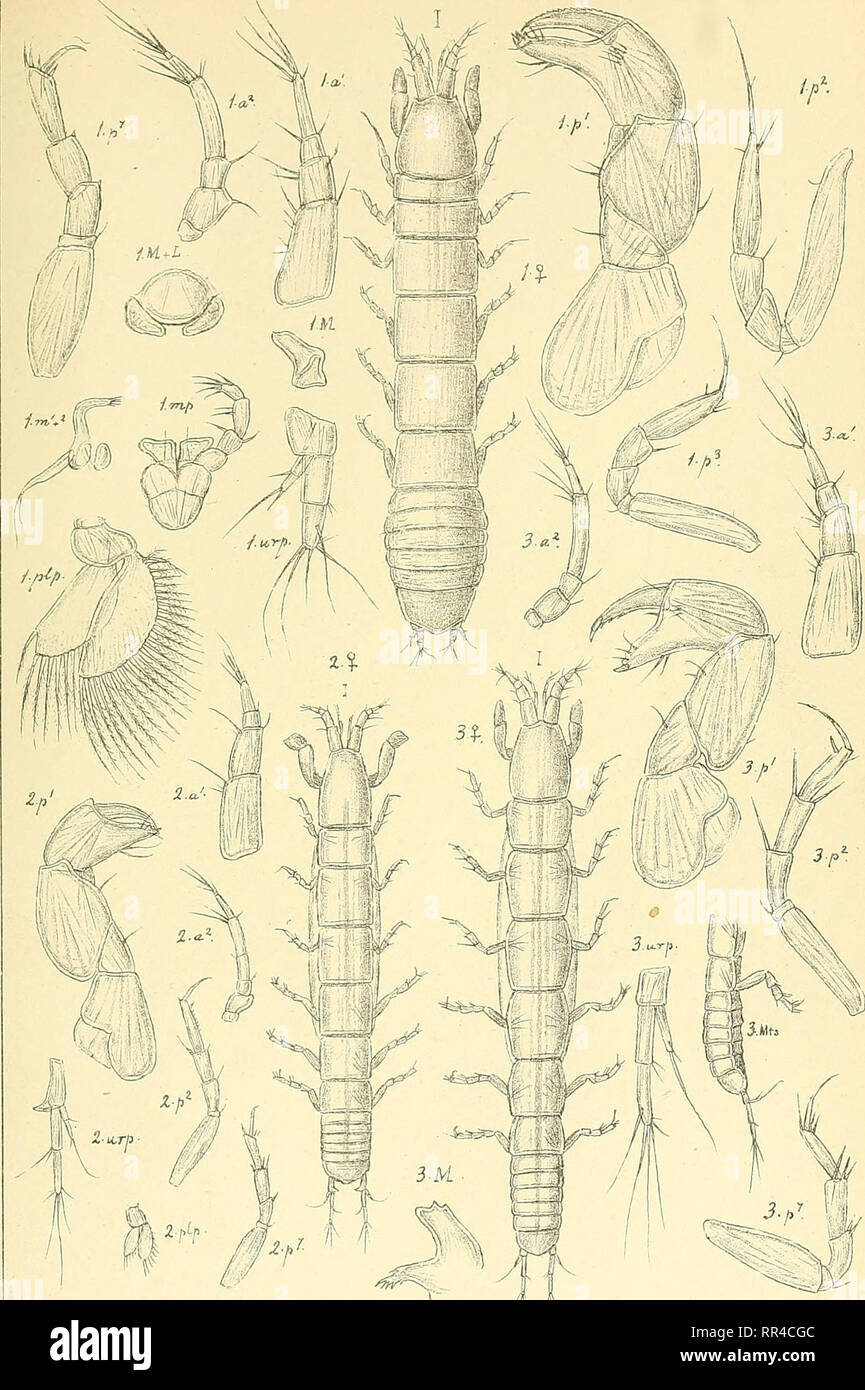 . An account of the Crustacea of Norway, with short descriptions and figures of all the species. Crustacea. Ta n a i d a°. I s opo da.. PI. XIV.. } ft G.O.Sars, autcgr I. Tanaopsis laticaudata,G.O.Sars. 2. Leptognathia. dent if era, G.O.Sars. 3. ,, manca, G.O.Sars.. Please note that these images are extracted from scanned page images that may have been digitally enhanced for readability - coloration and appearance of these illustrations may not perfectly resemble the original work.. Sars, G. O. (Georg Ossian), 1837-1927. Christiania, Copenhagen, A. Cammermeyer Stock Photo