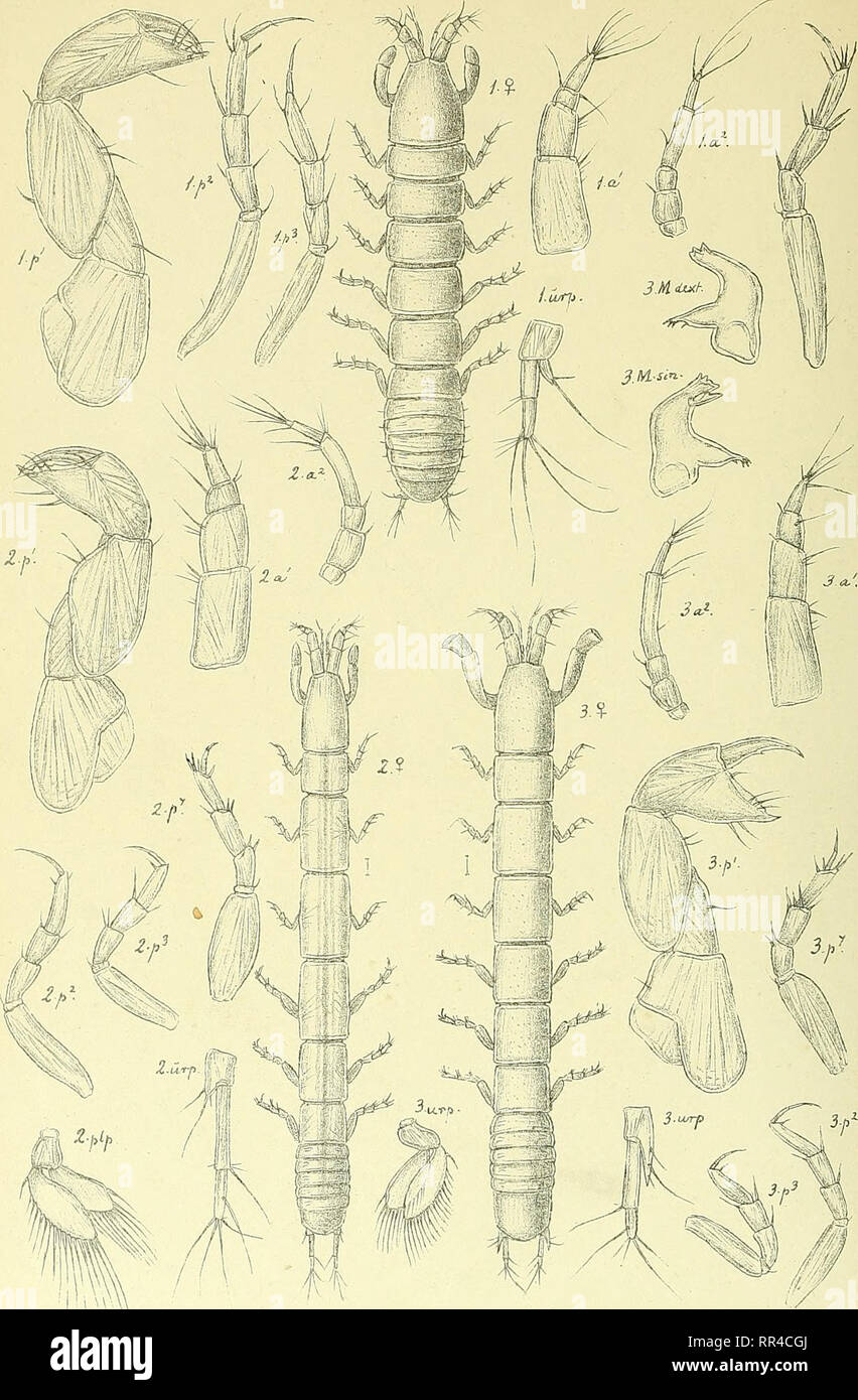 . An account of the Crustacea of Norway, with short descriptions and figures of all the species. Crustacea. Ta nai d as. I s op o da. PI. XIII.. G.O. S ars, autoc 1. Leptognathia breviremis,( Lilljeb). 2. „ filiformis, (Lilljeb). 3 „ brevimana, (Lilljeb).. Please note that these images are extracted from scanned page images that may have been digitally enhanced for readability - coloration and appearance of these illustrations may not perfectly resemble the original work.. Sars, G. O. (Georg Ossian), 1837-1927. Christiania, Copenhagen, A. Cammermeyer Stock Photo