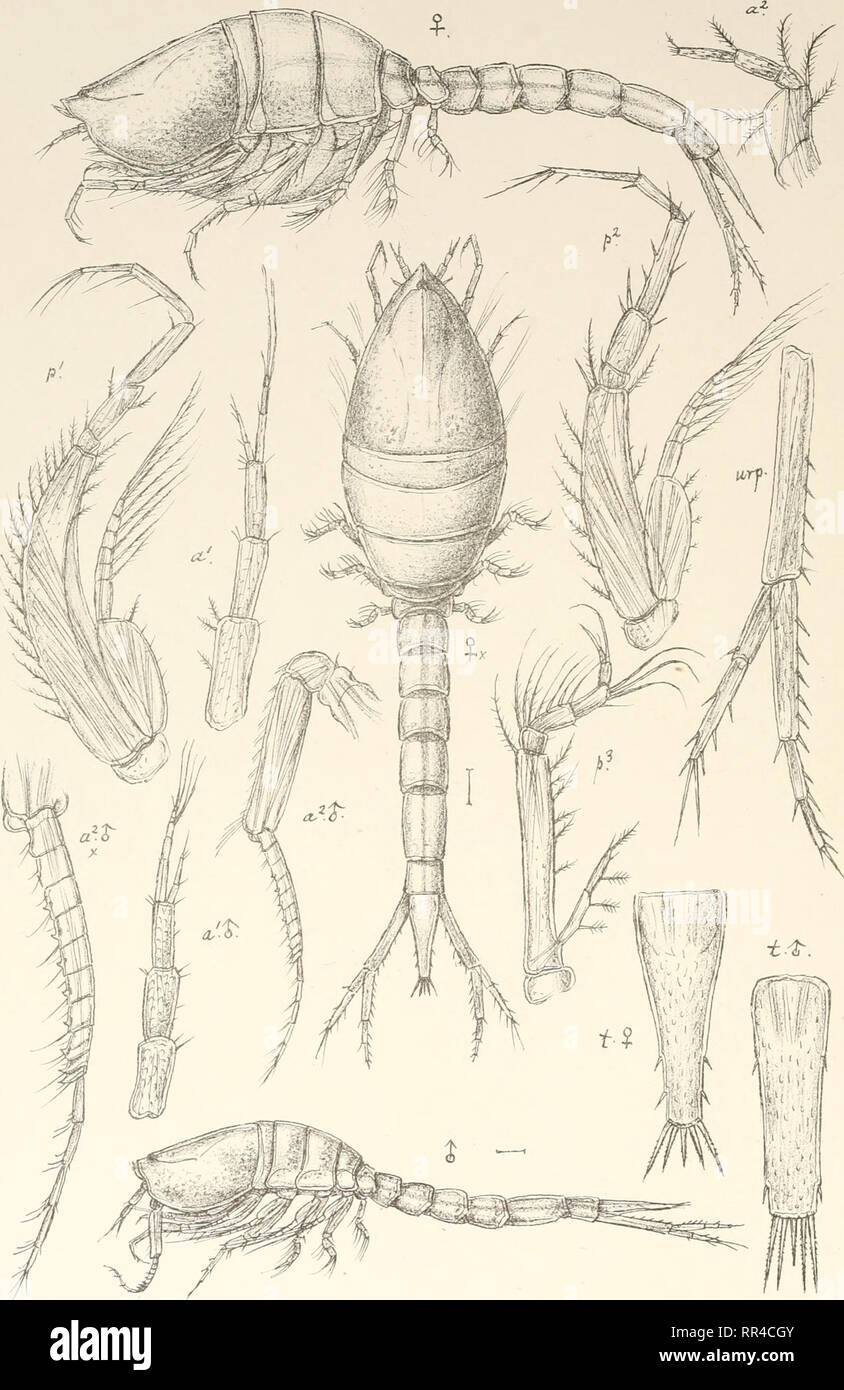 . An account of the Crustacea of Norway, with short descriptions and figures of all the species. Crustacea -- Norway. Lampropidae. Cumace a. PLXL. tryktiden priv.Opmaaling Chra. Lam props FuscsLLa.fG.O.Sars.. Please note that these images are extracted from scanned page images that may have been digitally enhanced for readability - coloration and appearance of these illustrations may not perfectly resemble the original work.. Sars, G. O. (Georg Ossian), 1837-1927. Christiania, Copenhagen, A. Cammermeyer Stock Photo