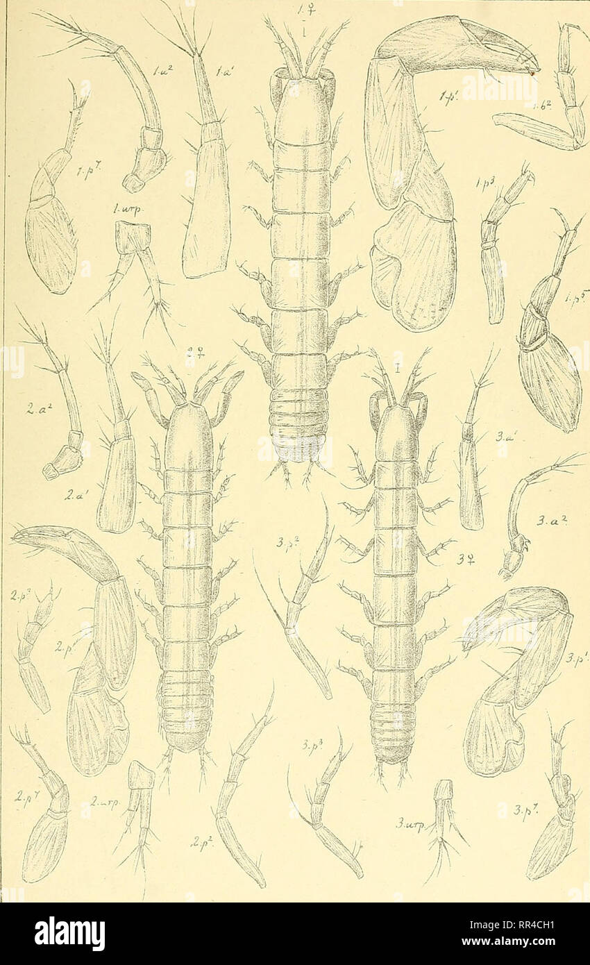 . An account of the Crustacea of Norway, with short descriptions and figures of all the species. Crustacea. Ta na i d ee. I s op o da   Pl.X.. G.O. S srs, sutogr i. Typhlotsm's saqviremis,(l-ilijeb), 2. „ assimilis, G.O.Sars. 3. „ tenuicornis.G.O. Sars.. Please note that these images are extracted from scanned page images that may have been digitally enhanced for readability - coloration and appearance of these illustrations may not perfectly resemble the original work.. Sars, G. O. (Georg Ossian), 1837-1927. Christiania, Copenhagen, A. Cammermeyer Stock Photo